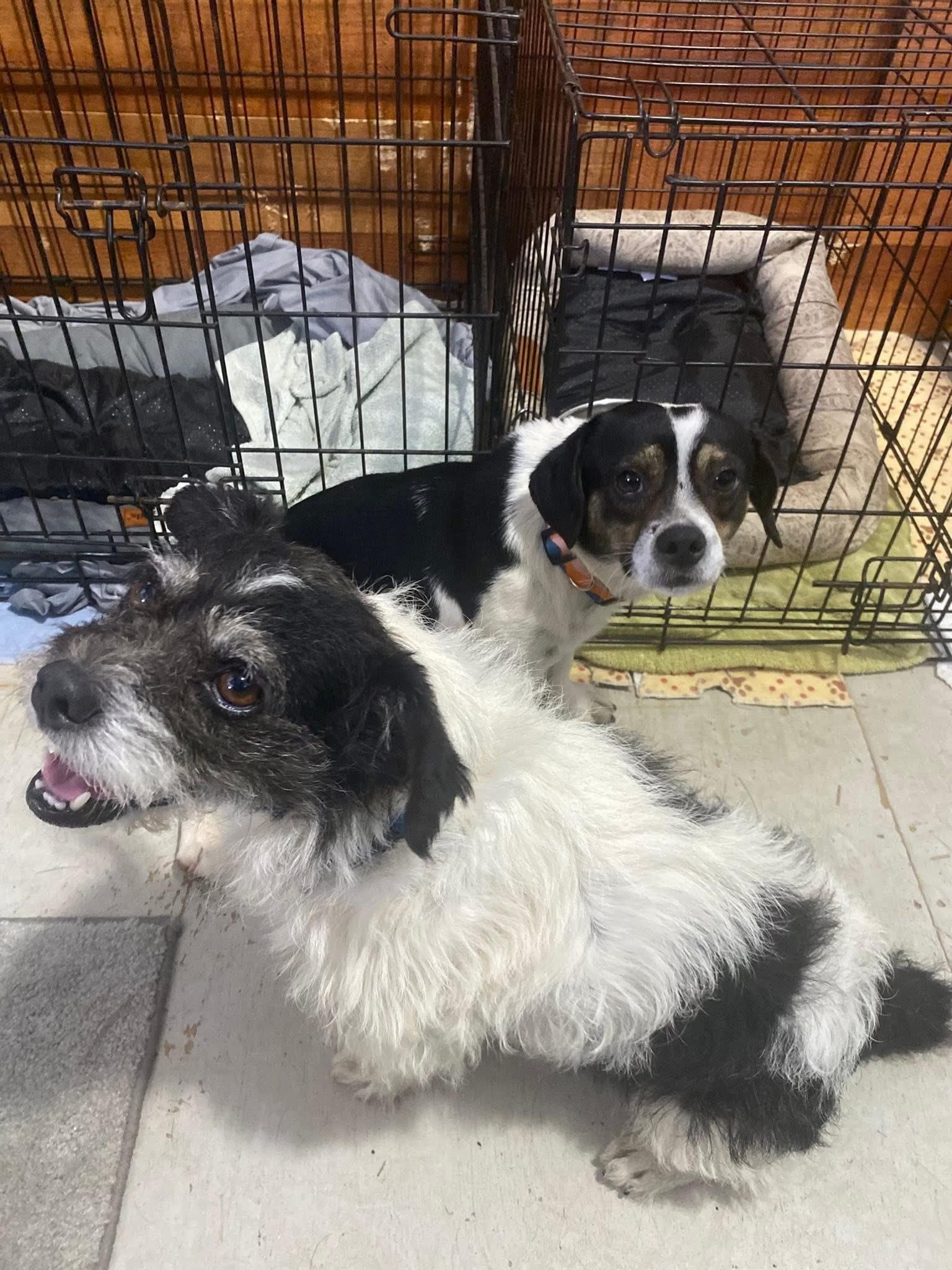 Max, Adoptable, Adult Male Border Terrier.