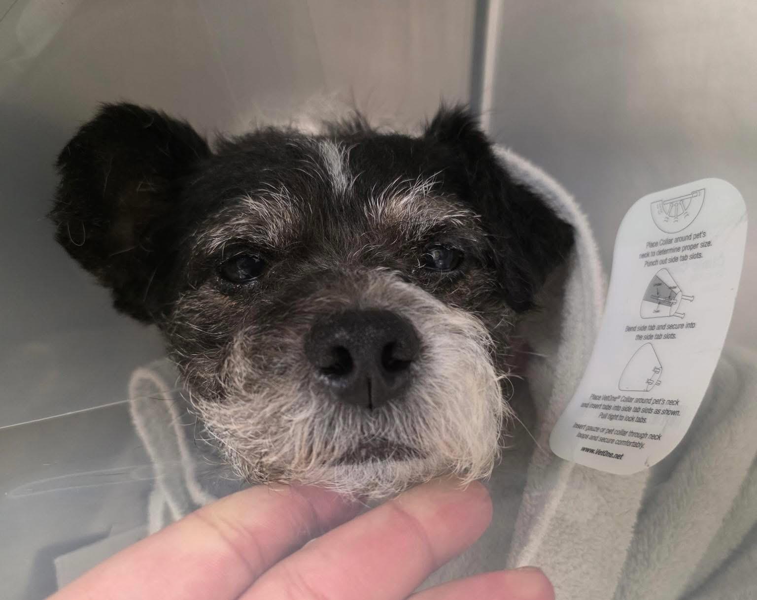 Enlarge Max, a Adoptable mixed breed in San Antonio, TX image 3/5
