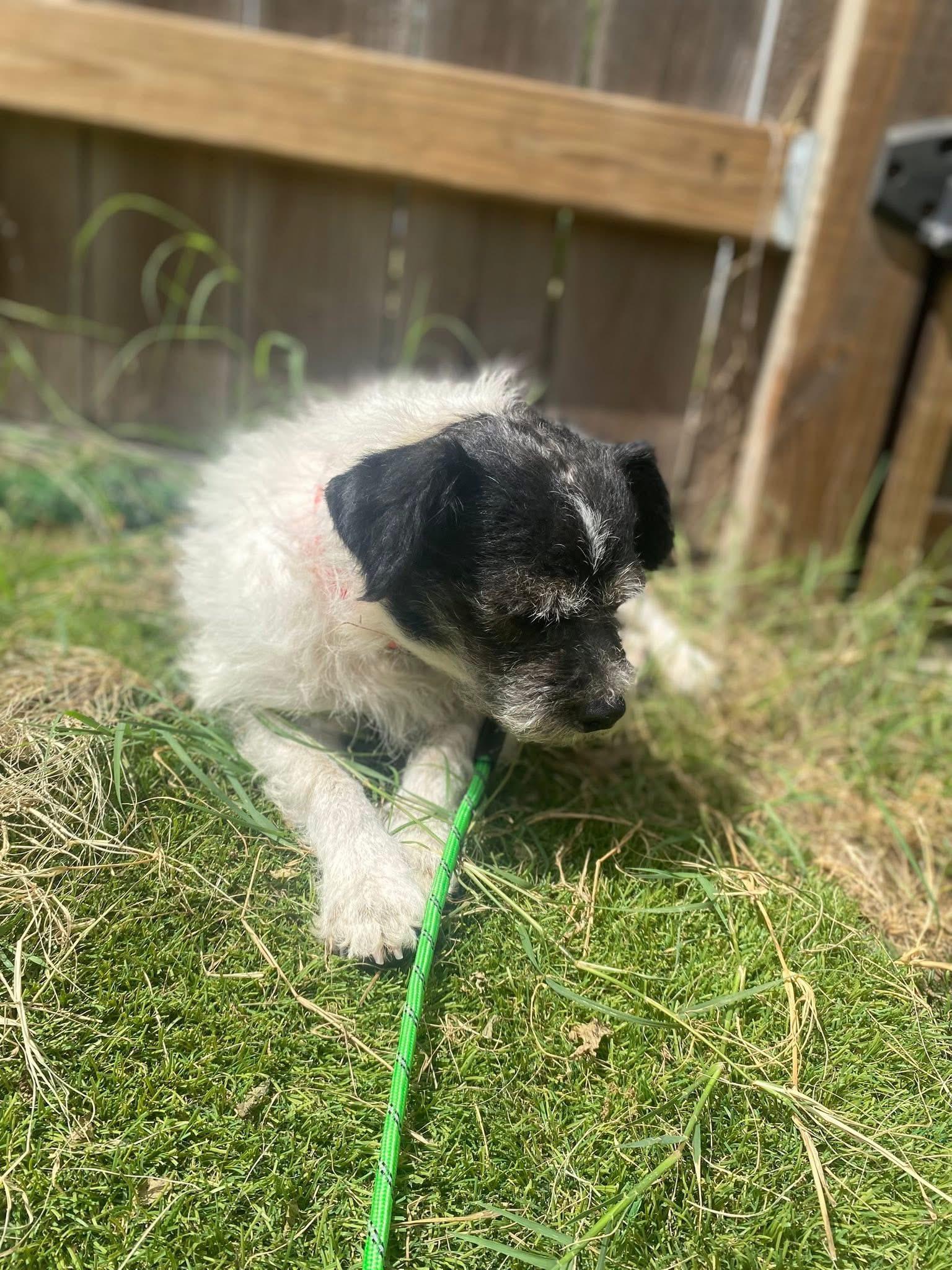 Enlarge Max, a Adoptable mixed breed in San Antonio, TX image 4/5
