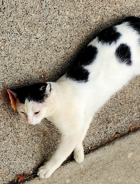 Lucky, Adoptable, Adult Male Domestic Short Hair.