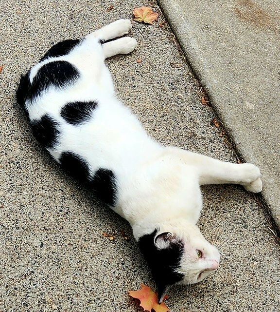 Enlarge Lucky, a Adoptable Domestic Short Hair in Swanton, OH image 3/4