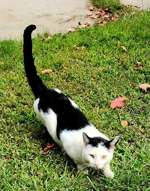 Enlarge Lucky, a Adoptable Domestic Short Hair in Swanton, OH image 4/4