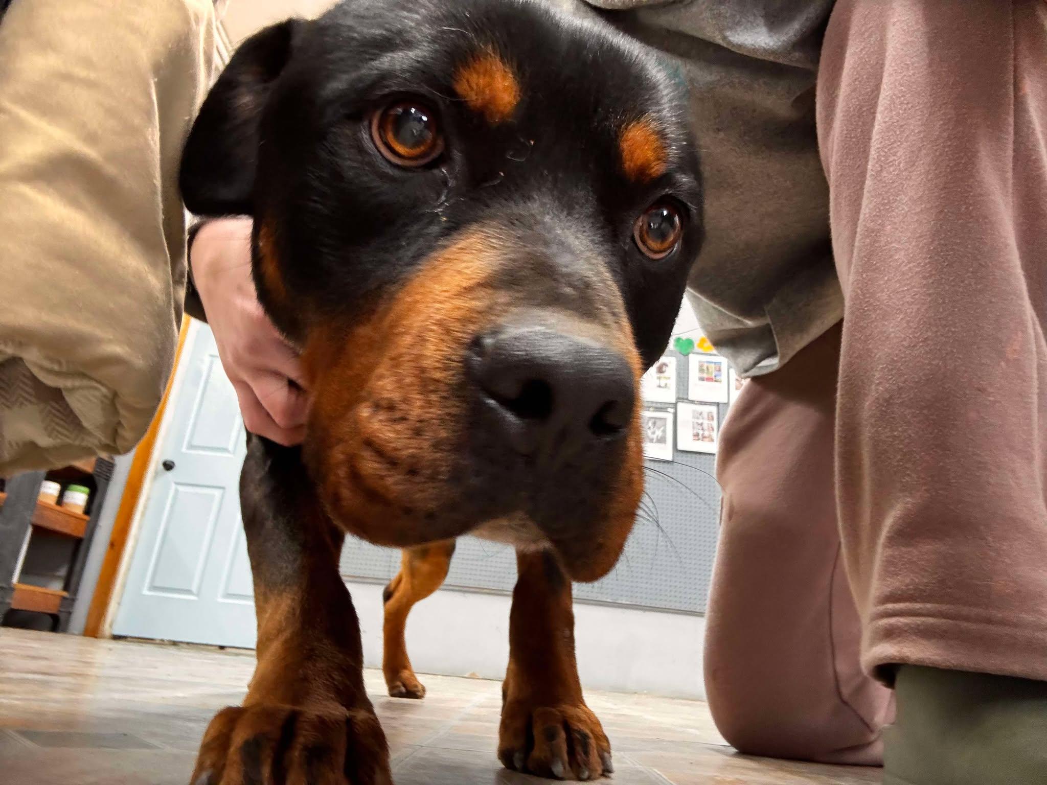 Enlarge Dozer, a Adopted Rottweiler in Jerome, ID image 1/1