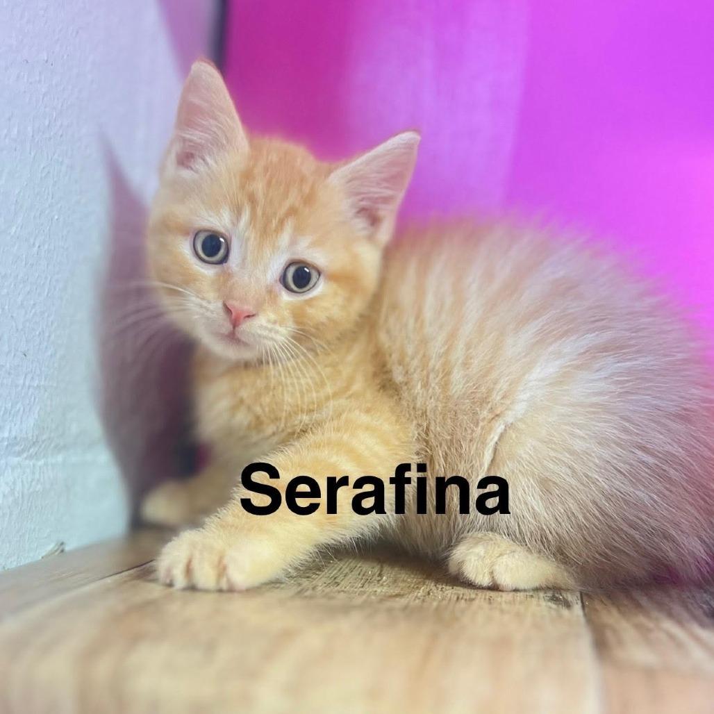 Serafina, Adoptable, Kitten Female Domestic Medium Hair.