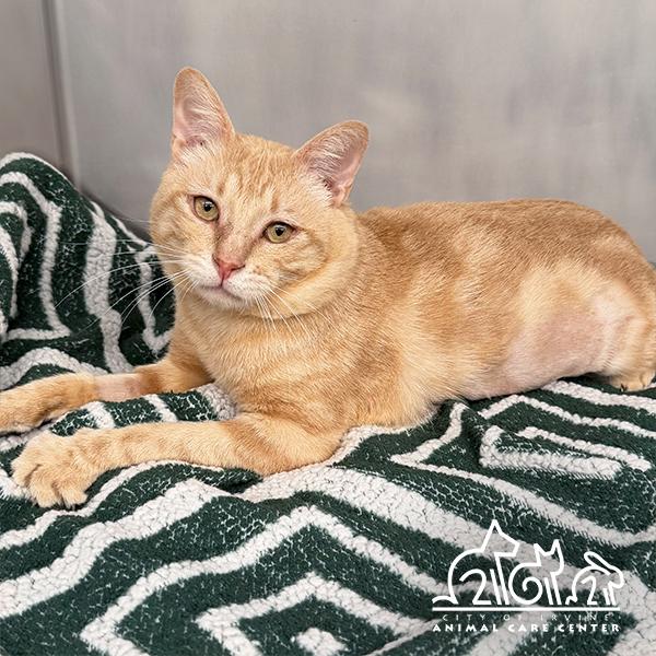 APRICOT, Adoptable, Young Male Domestic Short Hair.