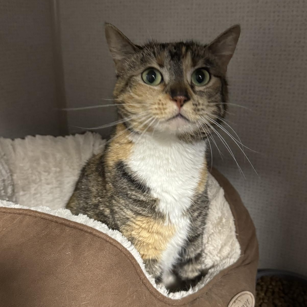 Muffin, ADOPTABLE, Adult Female Domestic Short Hair.