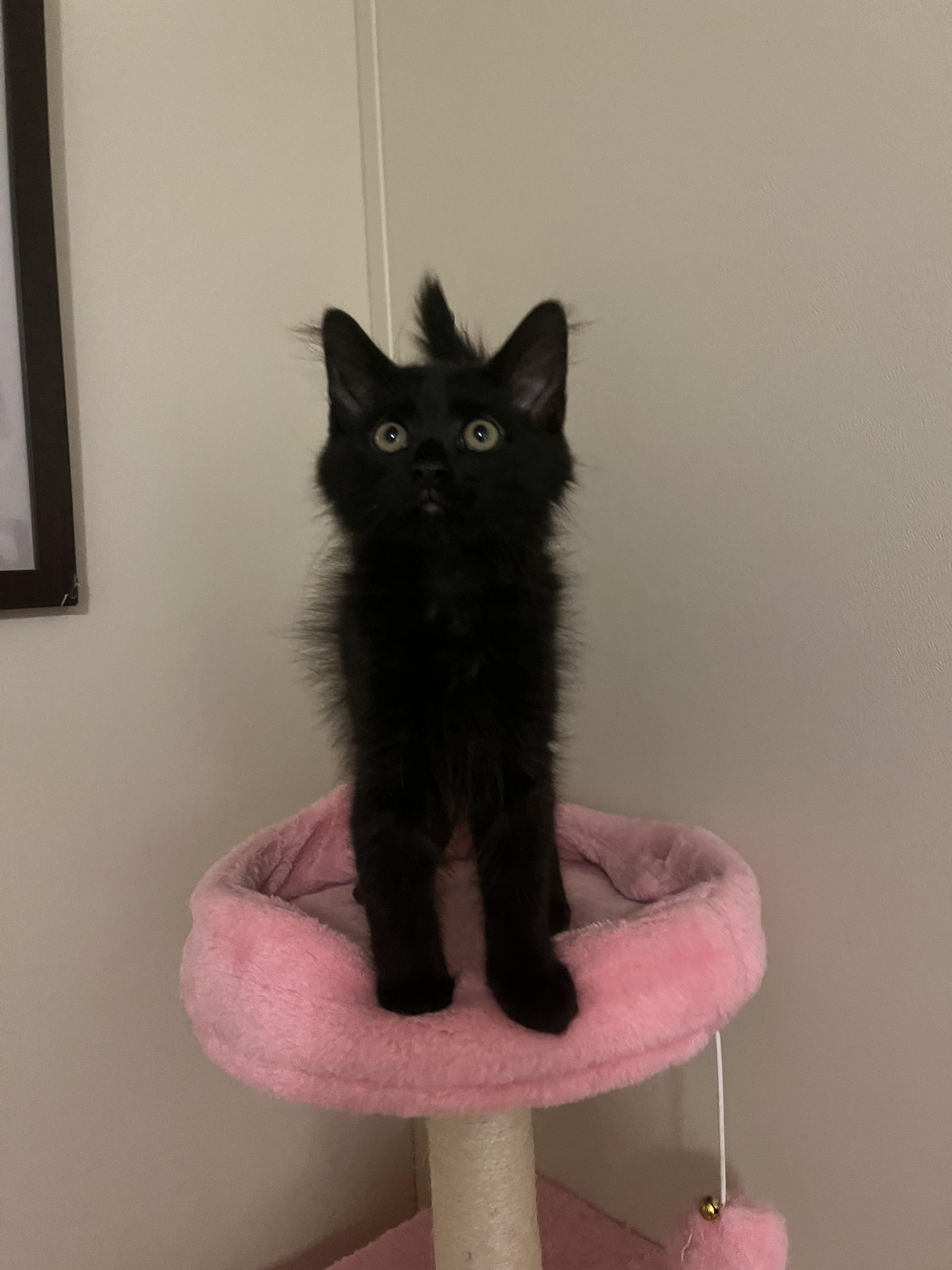Joe Jonas, a Adoptable Domestic Medium Hair in Mississippi State, MS image 4/6