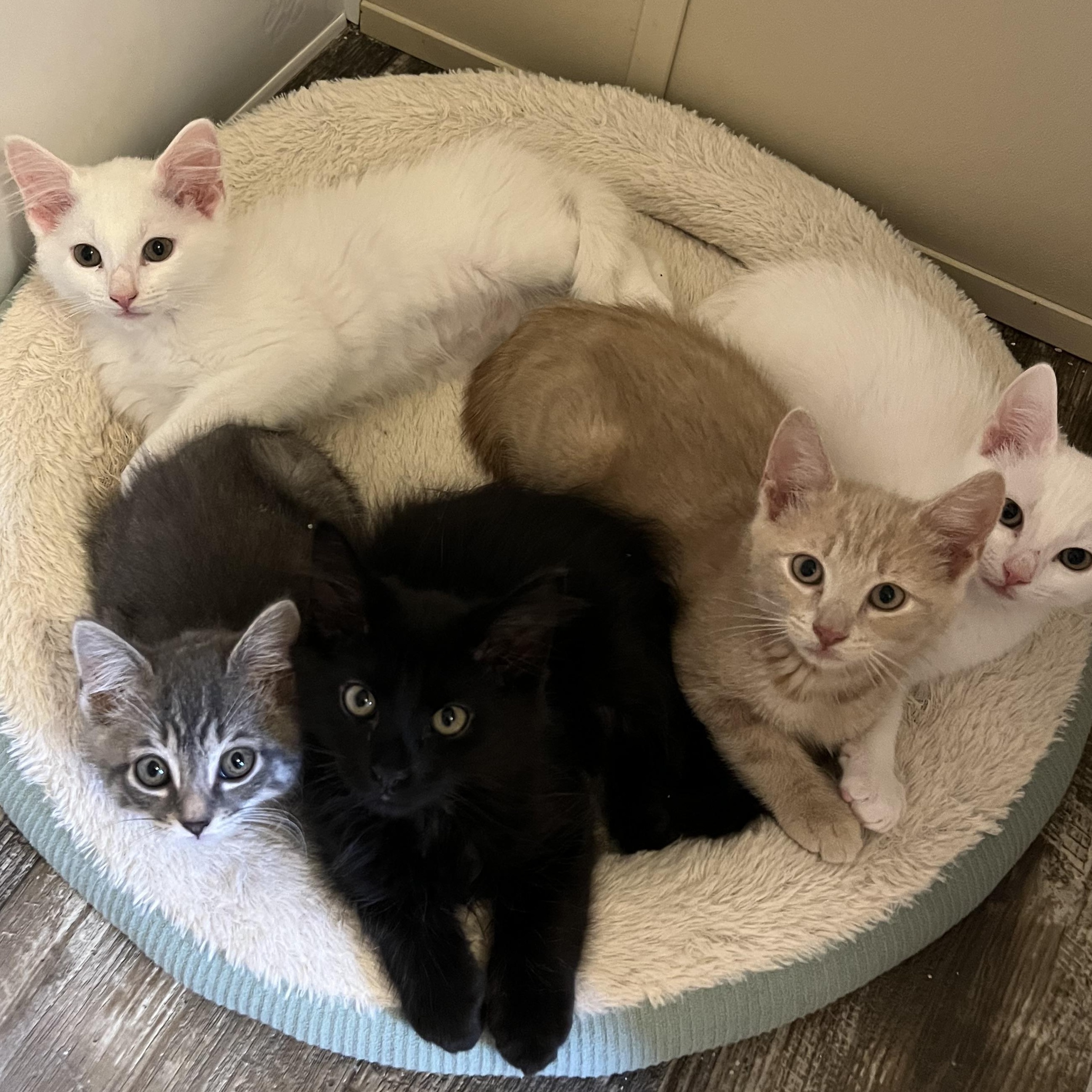 Joe Jonas, a Adoptable Domestic Medium Hair in Mississippi State, MS image 6/6
