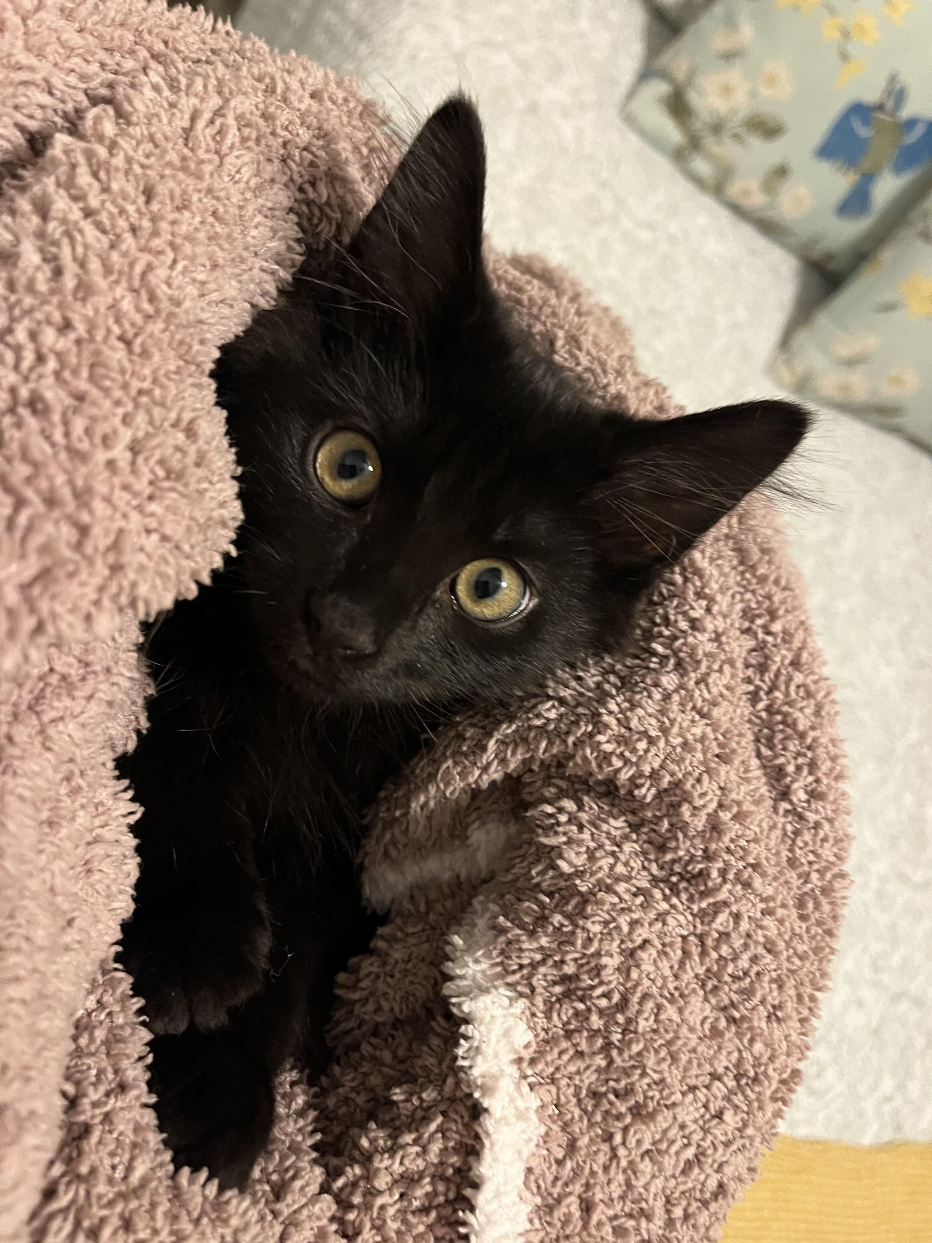 Joe Jonas, a Adoptable Domestic Medium Hair in Mississippi State, MS image 3/6