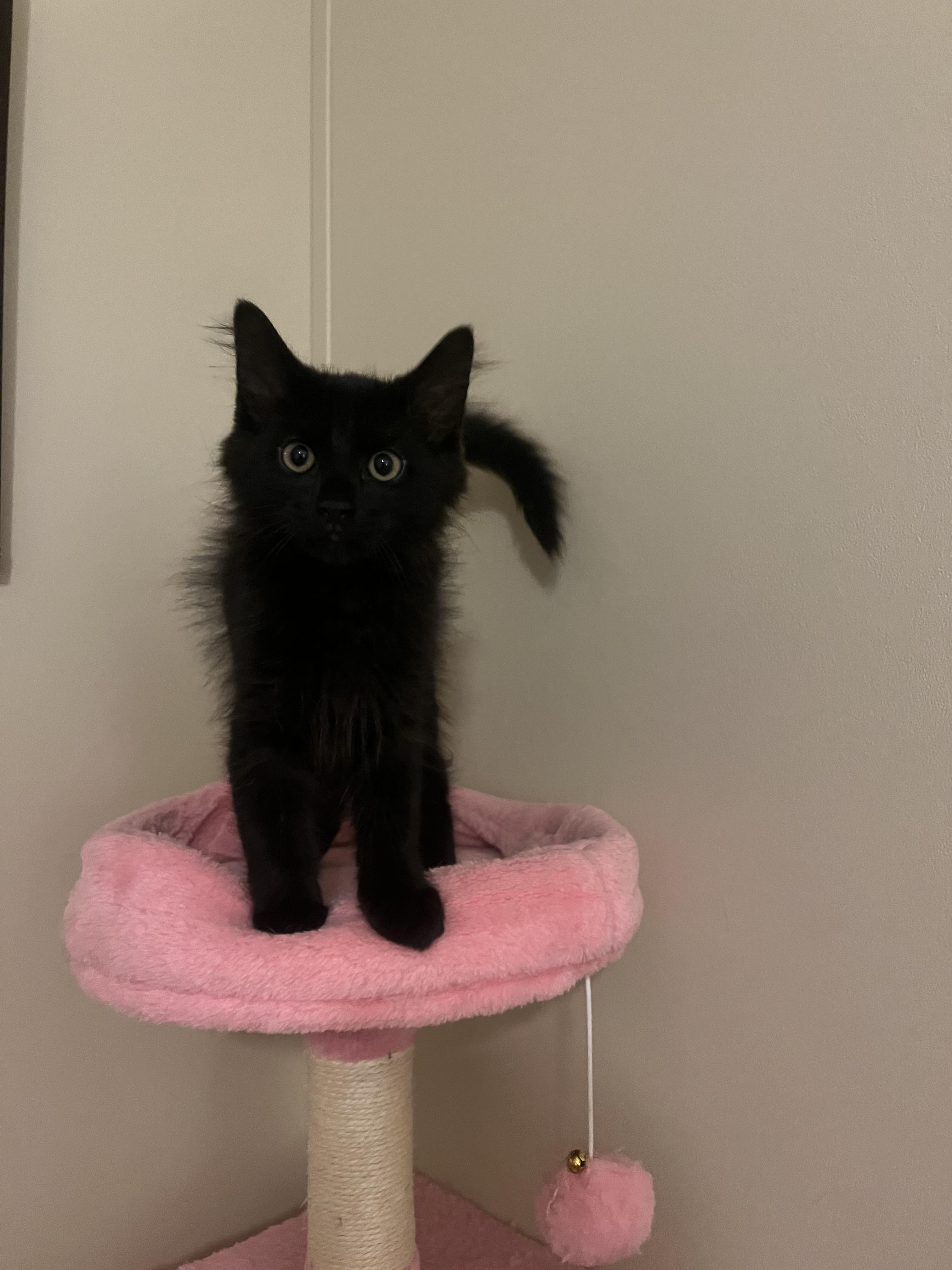 Joe Jonas, a Adoptable Domestic Medium Hair in Mississippi State, MS image 2/6