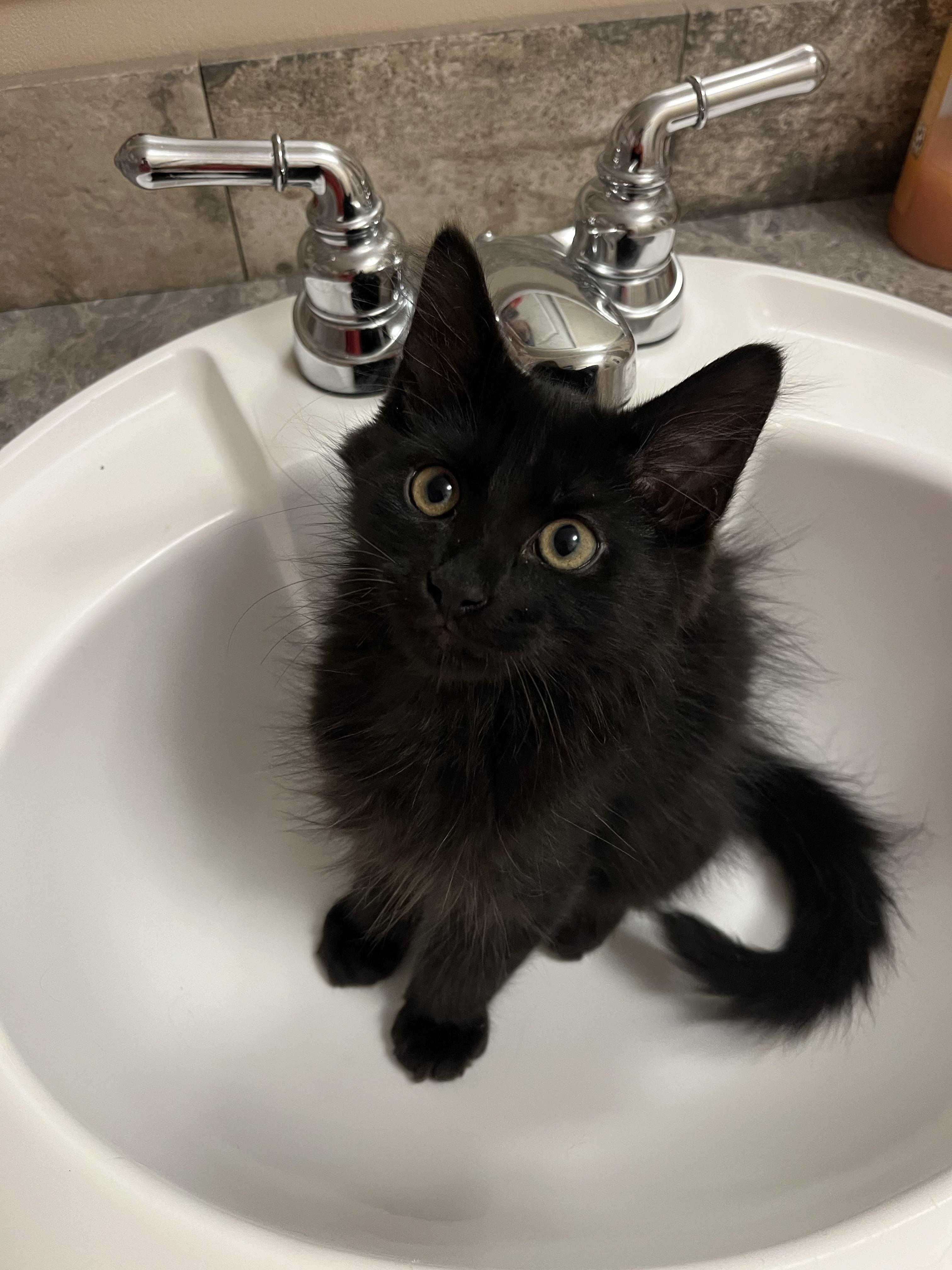 Joe Jonas, a Adoptable Domestic Medium Hair in Mississippi State, MS image 1/6