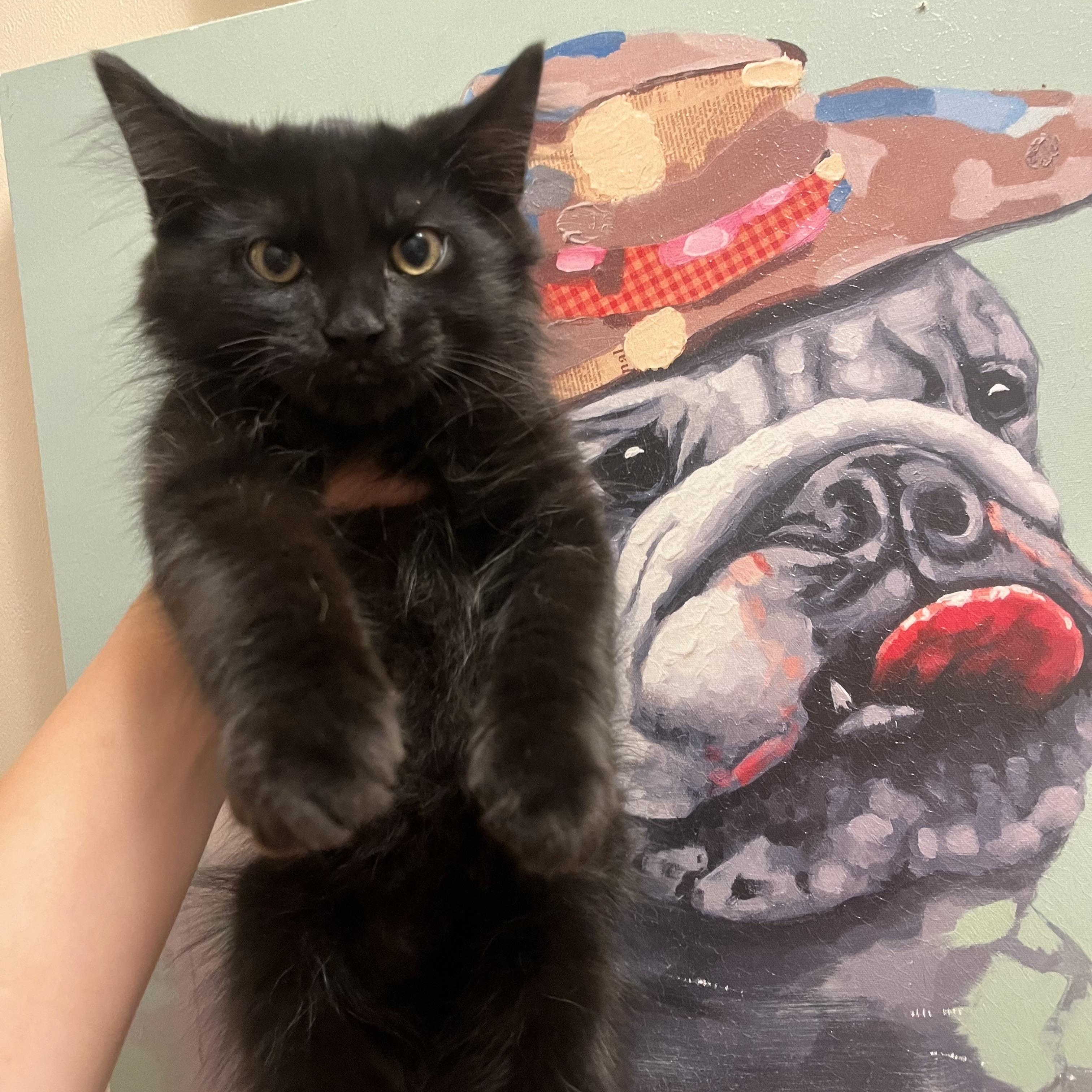 Joe Jonas, a Adoptable Domestic Medium Hair in Mississippi State, MS image 5/6