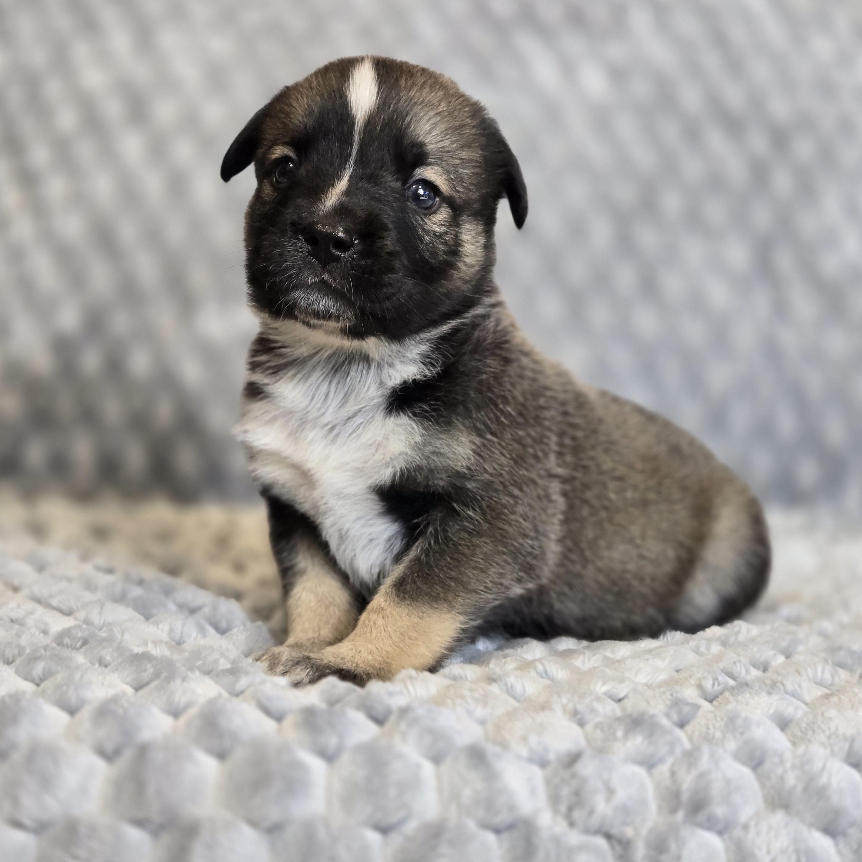 Enlarge Henry Brooks, a ADOPTABLE mixed breed in Mansfield, TX image 1/2