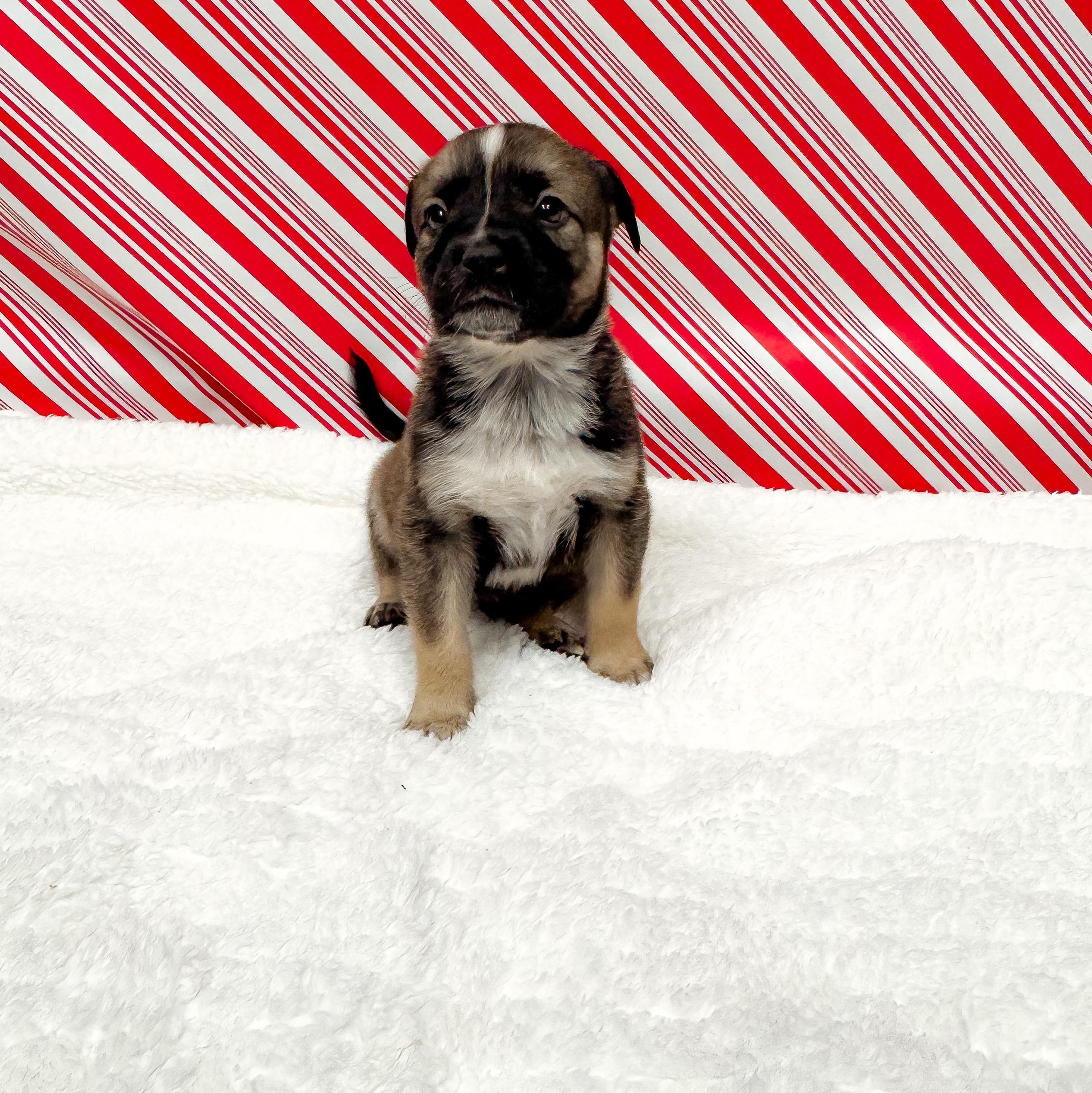 Enlarge Henry Brooks, a ADOPTABLE mixed breed in Mansfield, TX image 2/2