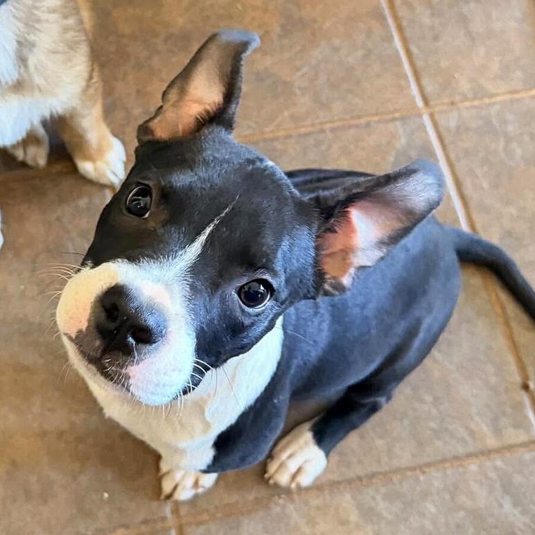 Bitsy, adopted, Young Female Pit Bull Terrier & Boston Terrier.