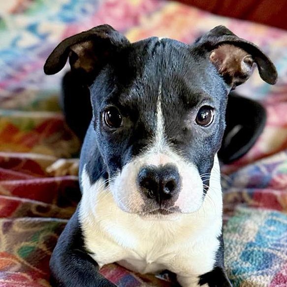 Enlarge Bitsy, an adopted mixed breed in Oklahoma City, OK image 2/4