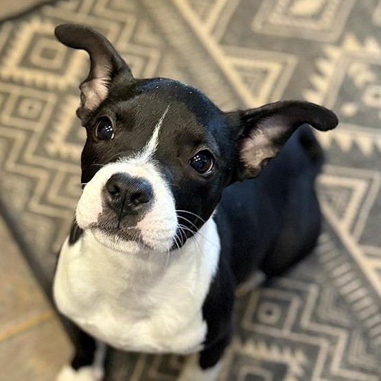 Enlarge Bitsy, an adopted mixed breed in Oklahoma City, OK image 3/4