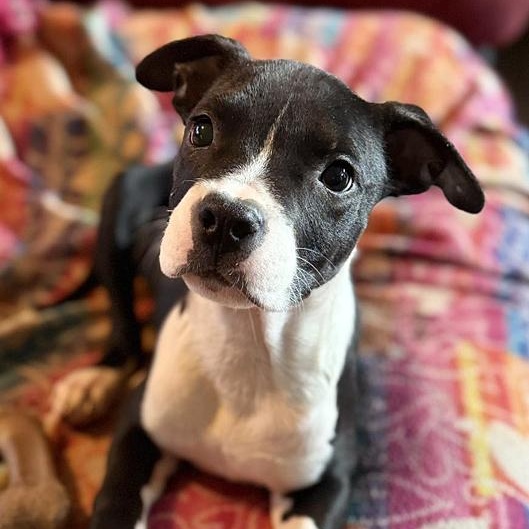 Enlarge Bitsy, an adopted mixed breed in Oklahoma City, OK image 4/4