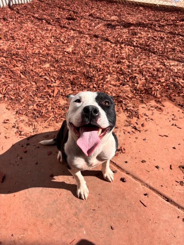 Dulce, Adoptable, Adult Female Pit Bull Terrier.