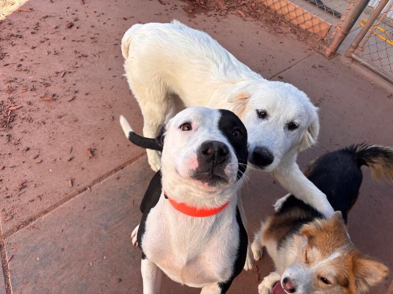 Enlarge Dulce, a Adoptable Pit Bull Terrier in Hobbs, NM image 2/4