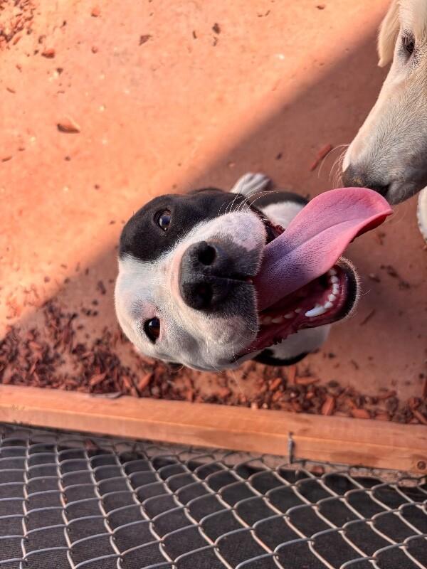 Enlarge Dulce, a Adoptable Pit Bull Terrier in Hobbs, NM image 3/4