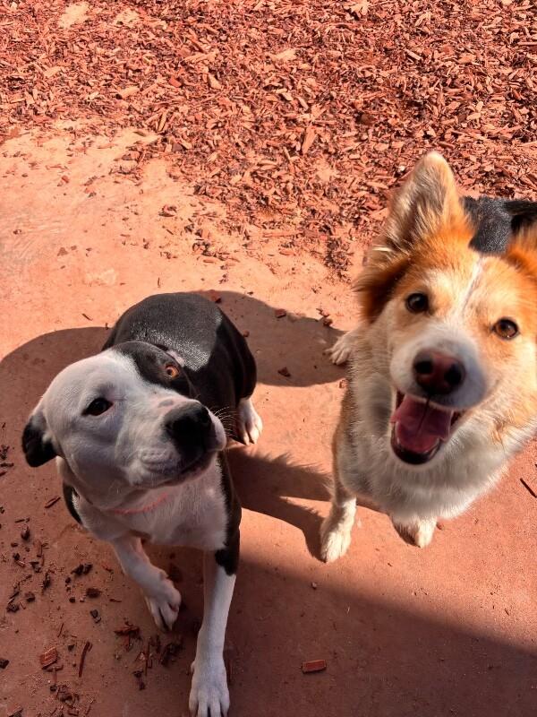 Enlarge Dulce, a Adoptable Pit Bull Terrier in Hobbs, NM image 4/4