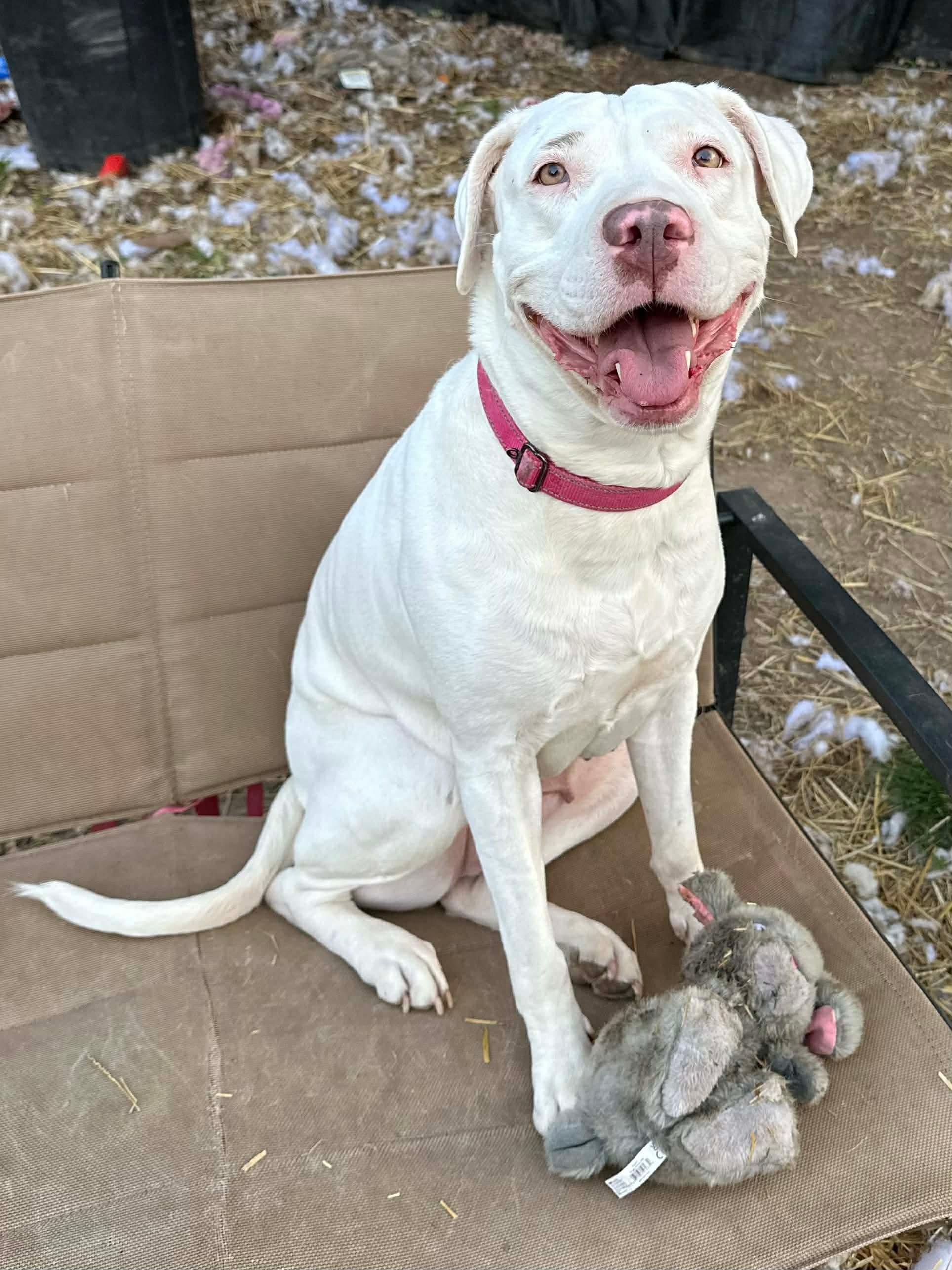 Enlarge Meadow, a Adoptable mixed breed in INDIANAPOLIS, IN image 1/6