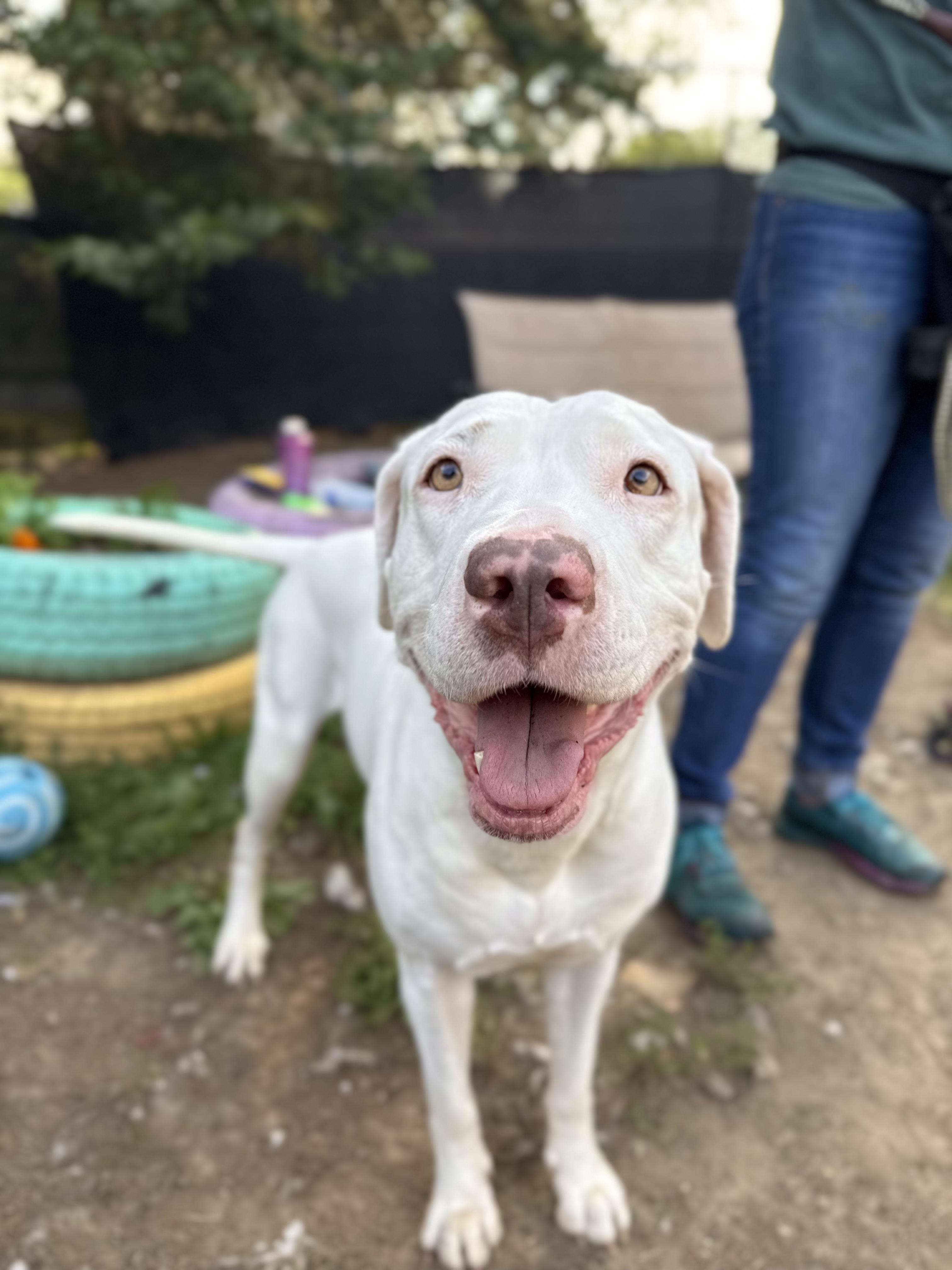 Meadow, Adoptable, Adult Female Pit Bull Terrier.