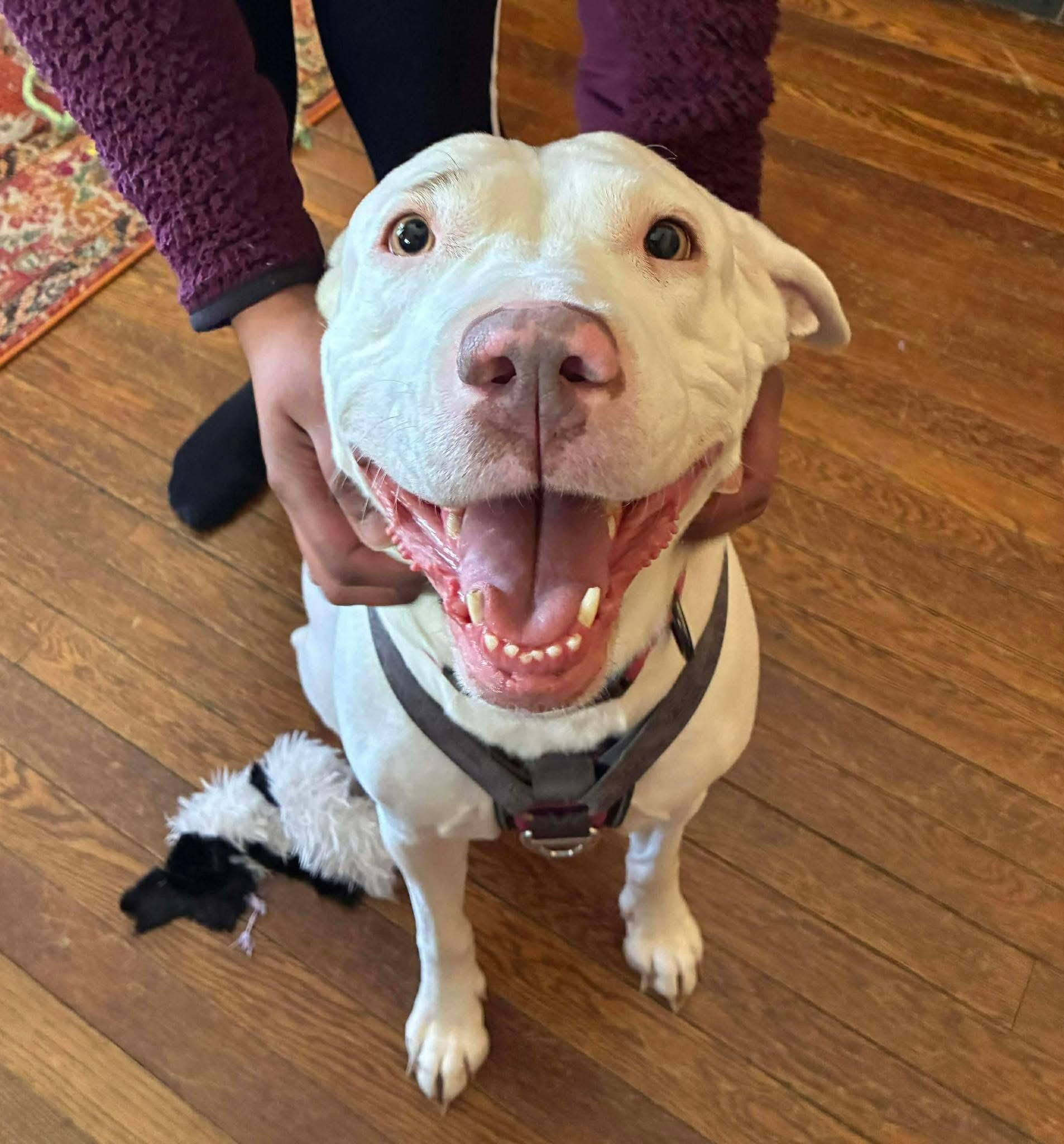 Enlarge Meadow, a Adoptable mixed breed in INDIANAPOLIS, IN image 6/6