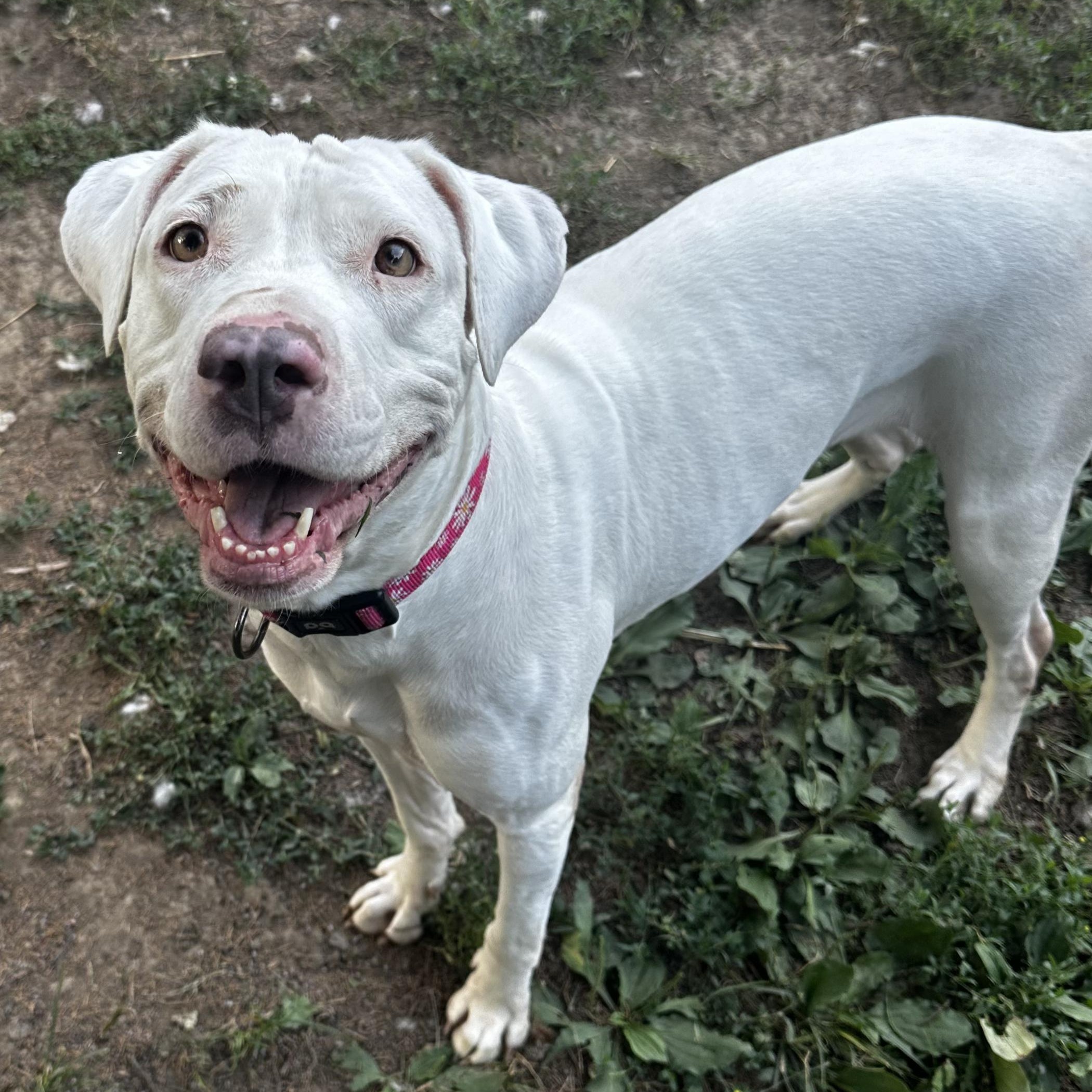 Meadow, a Adoptable mixed breed in INDIANAPOLIS, IN image 4/6