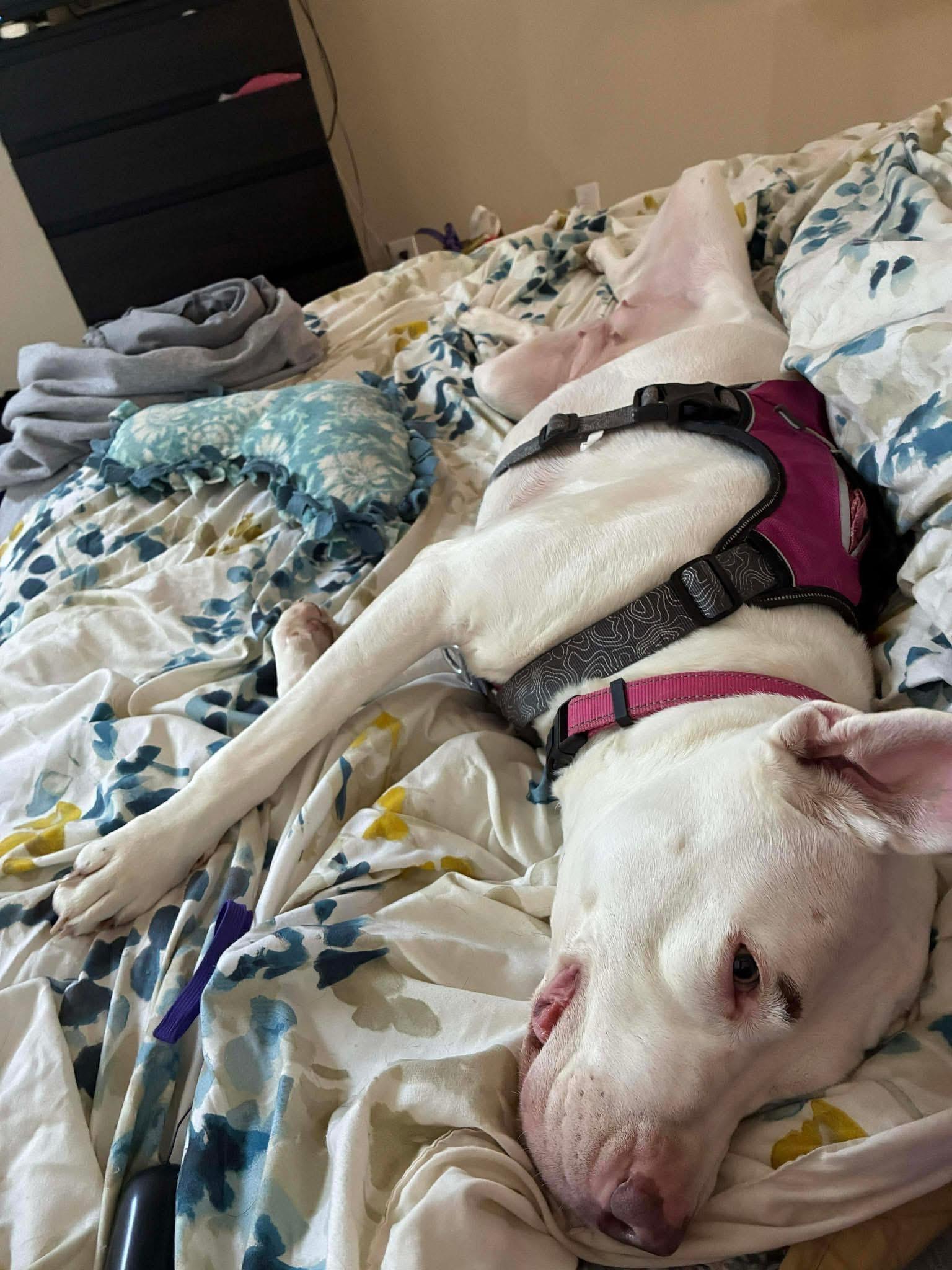 Enlarge Meadow, a Adoptable mixed breed in INDIANAPOLIS, IN image 5/6