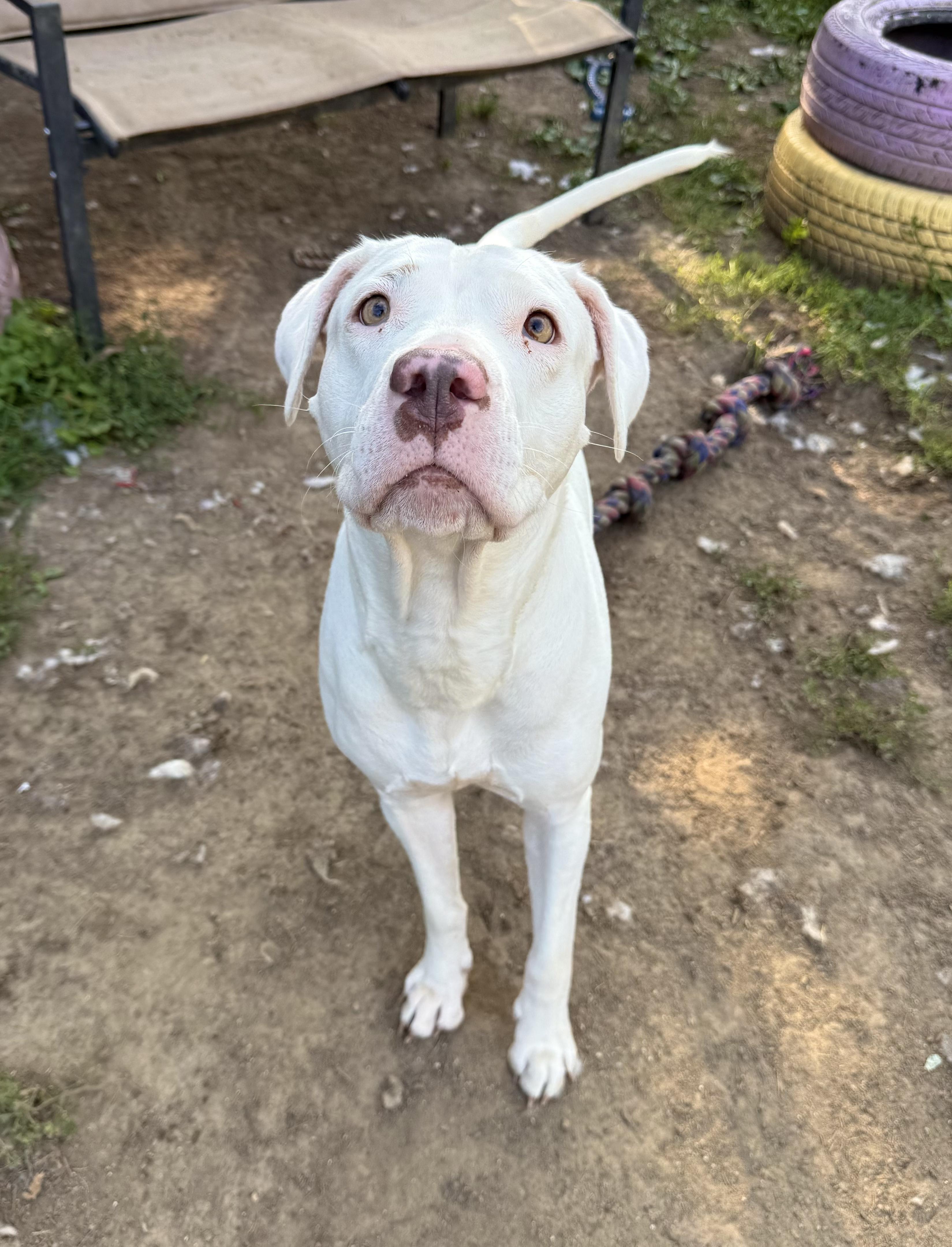 Meadow, Adoptable, Adult Female Labrador Retriever & Pit Bull Terrier.