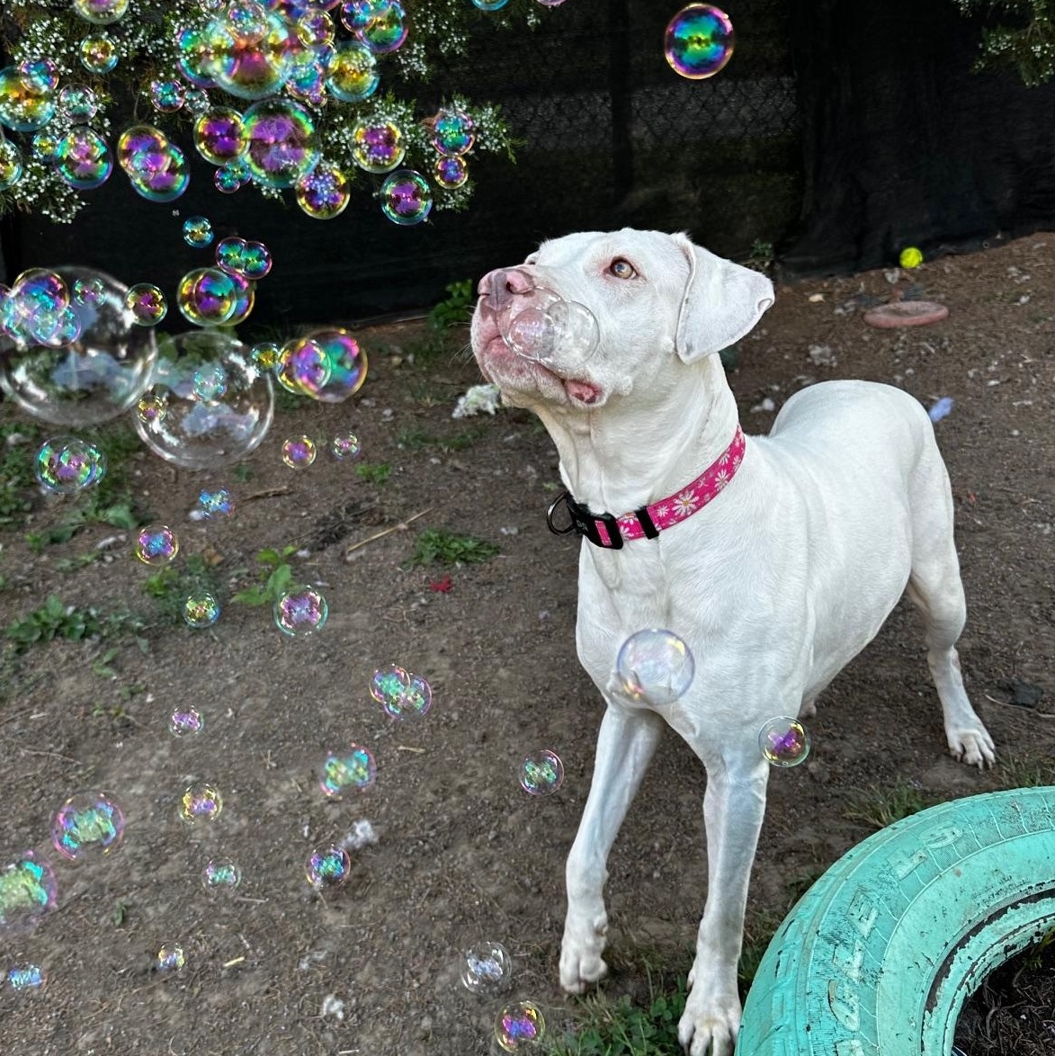 Meadow, a Adoptable mixed breed in INDIANAPOLIS, IN image 2/6