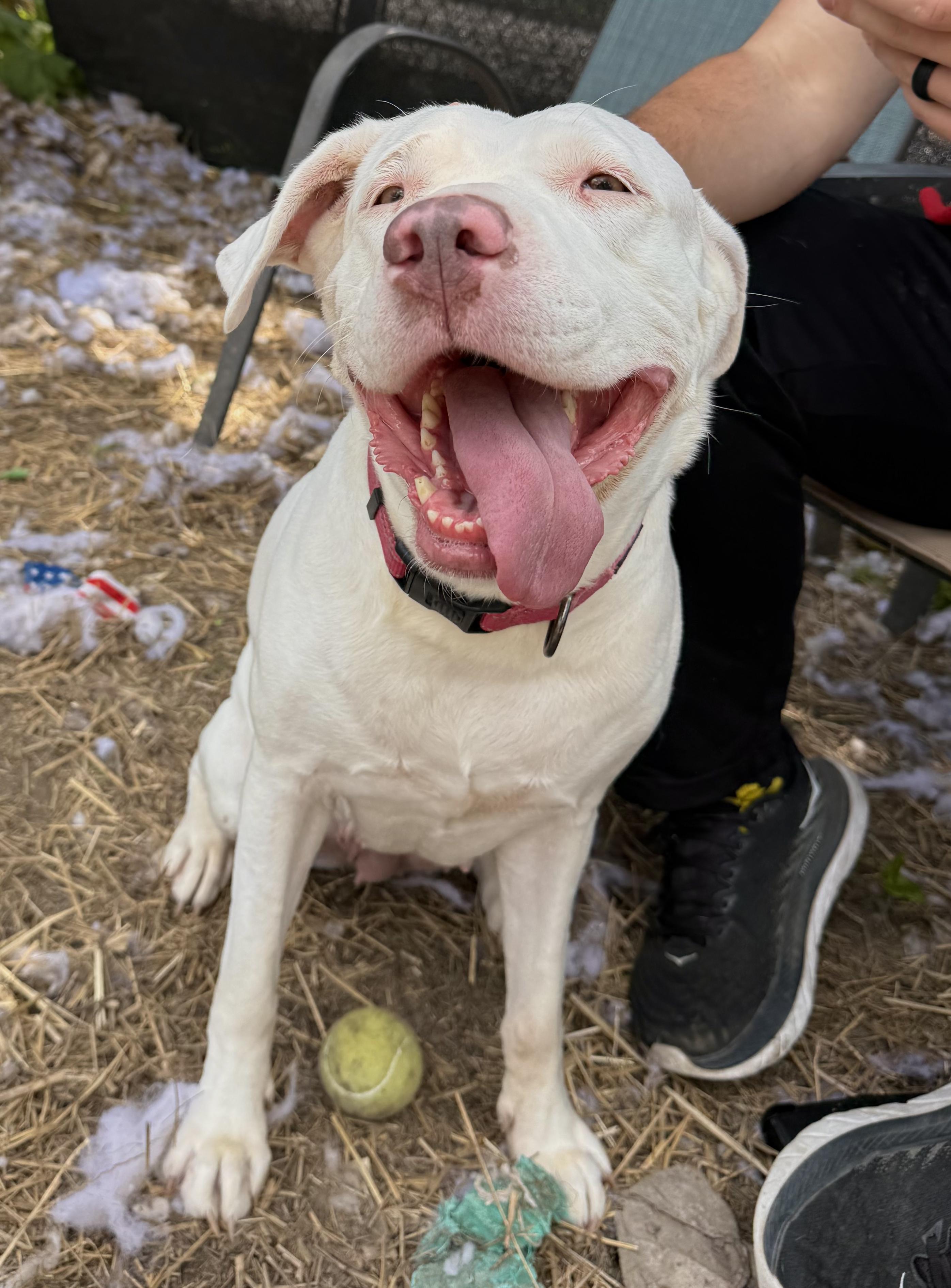 Meadow, a Adoptable mixed breed in INDIANAPOLIS, IN image 6/6