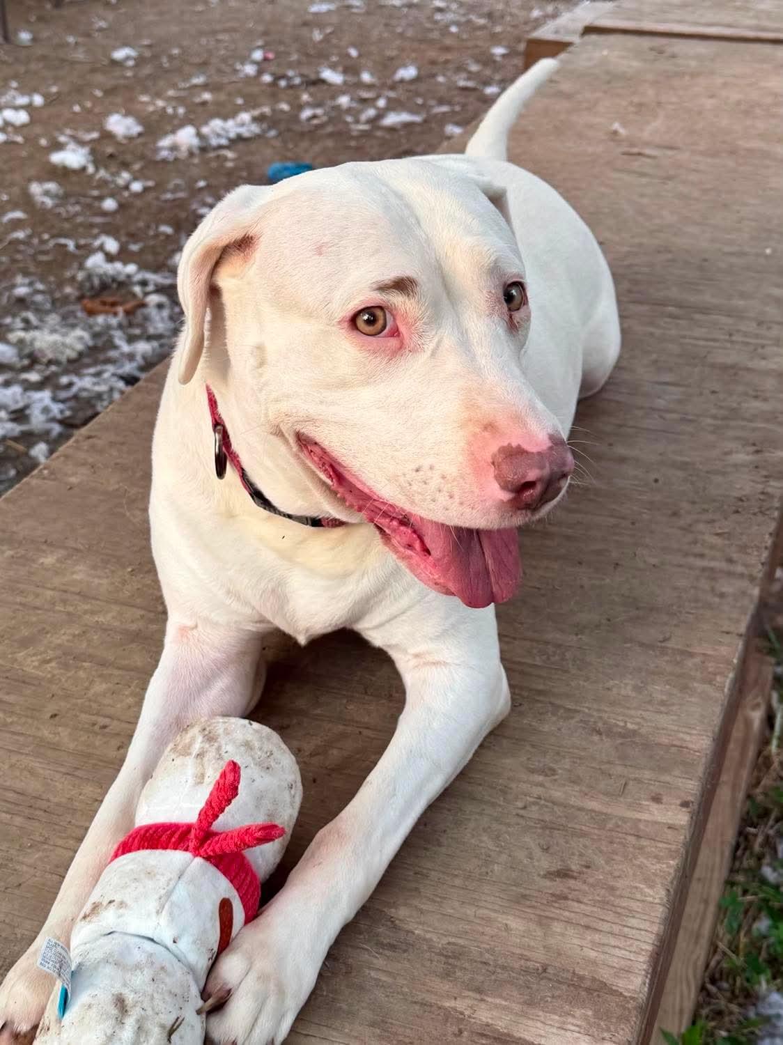 Enlarge Meadow, a Adoptable mixed breed in INDIANAPOLIS, IN image 6/6