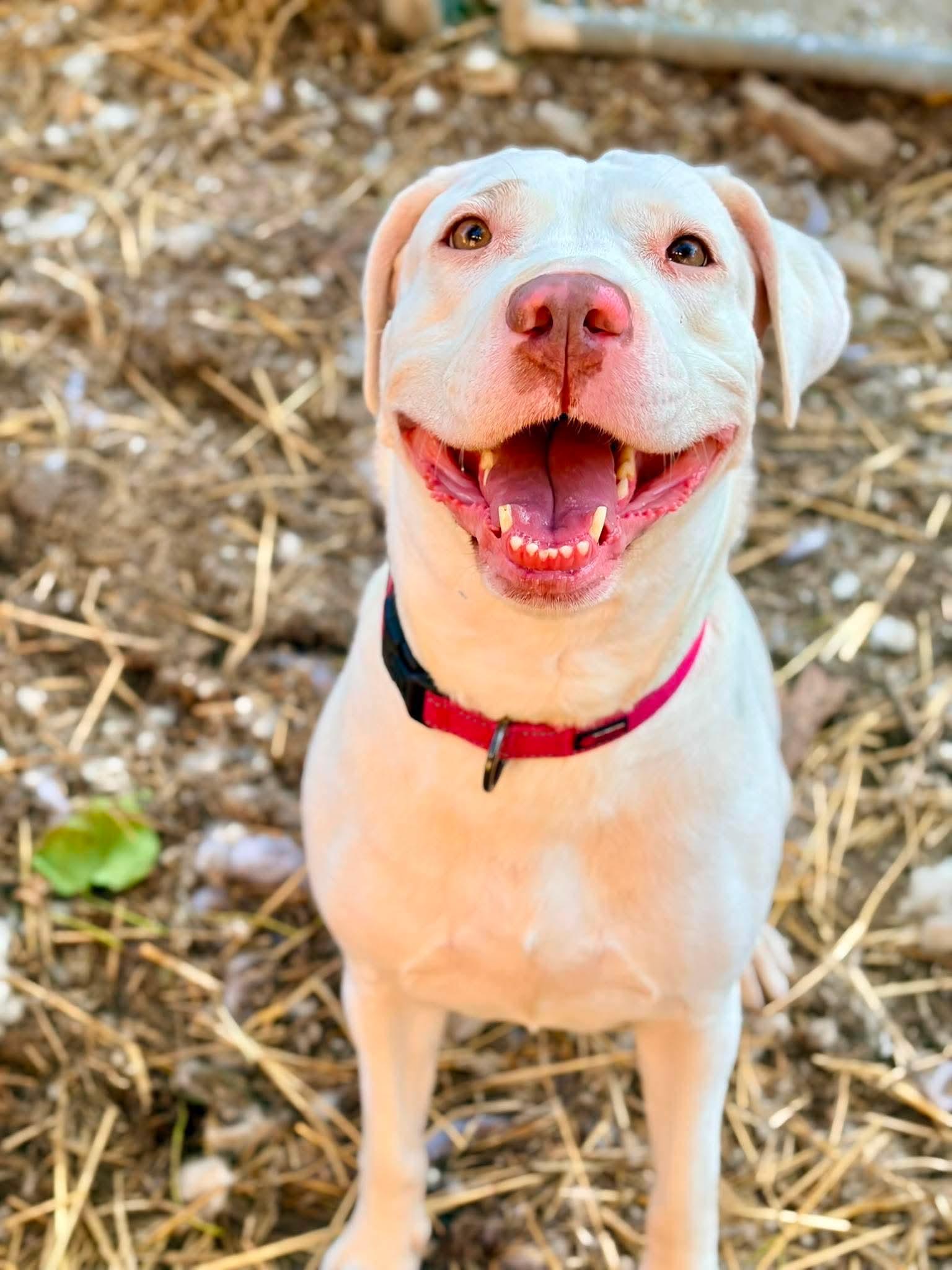 Meadow, a Adoptable mixed breed in INDIANAPOLIS, IN image 3/6