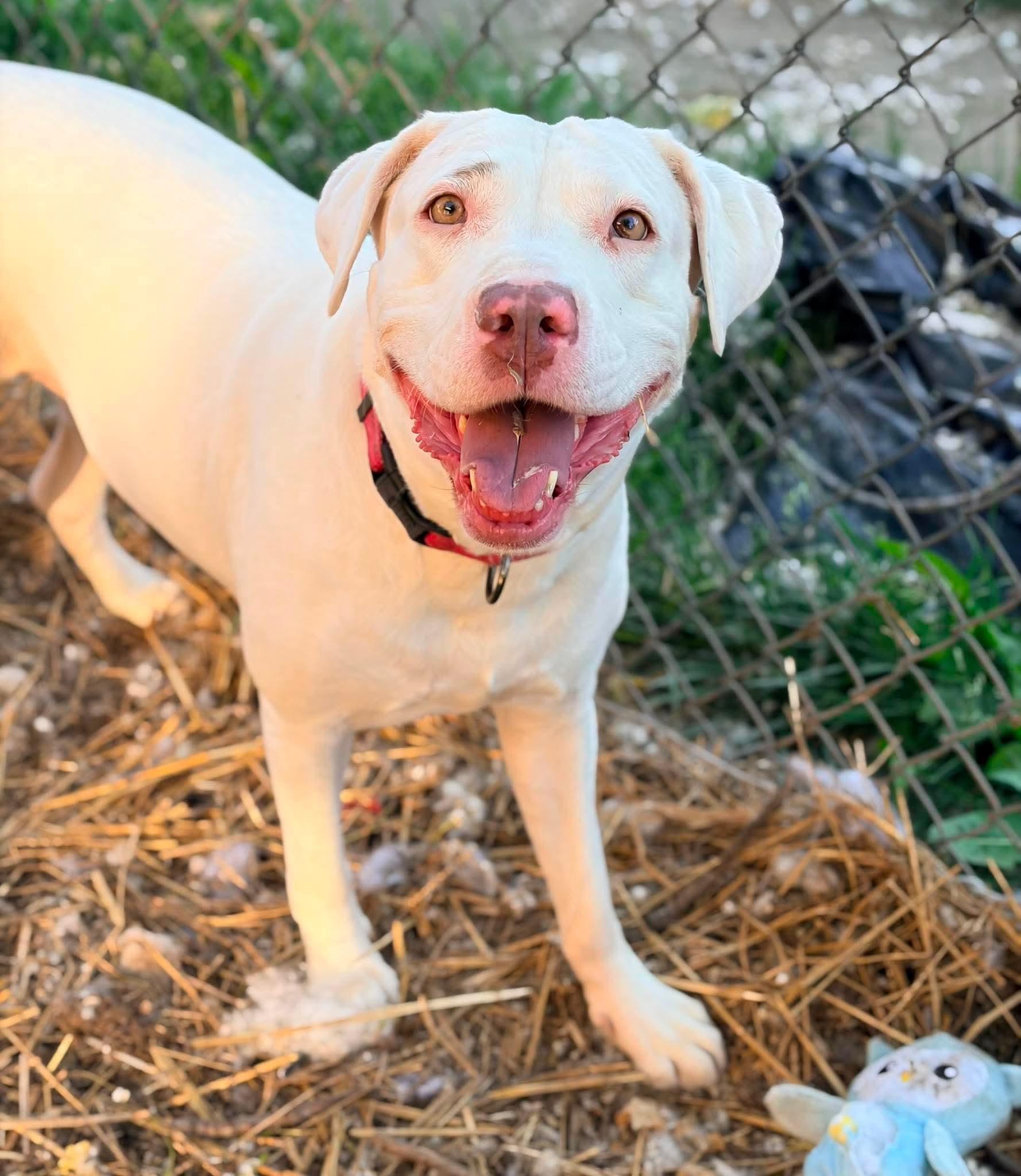 Meadow, Adoptable, Adult Female Labrador Retriever & Pit Bull Terrier.