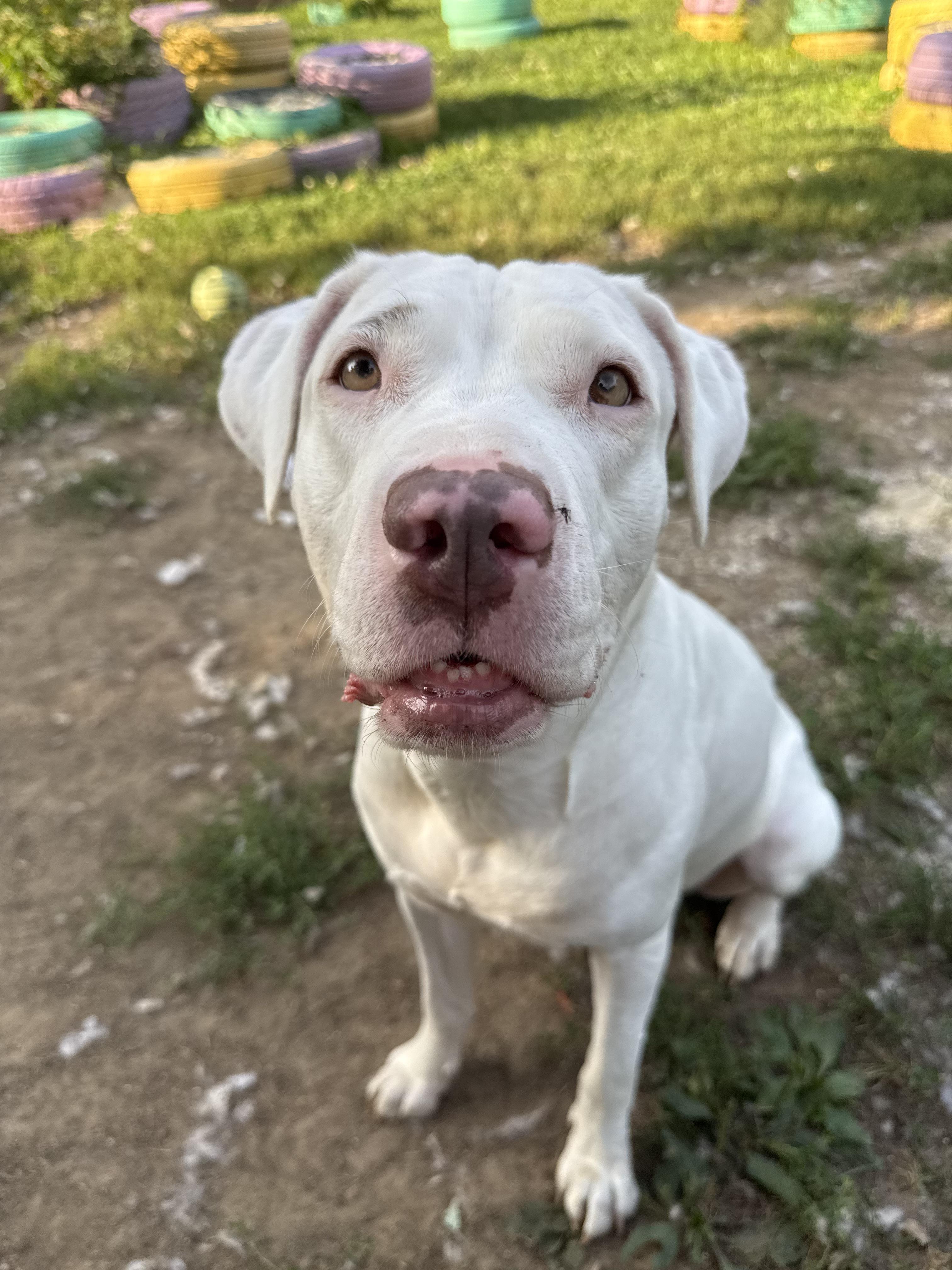 Meadow, a Adoptable mixed breed in INDIANAPOLIS, IN image 6/6