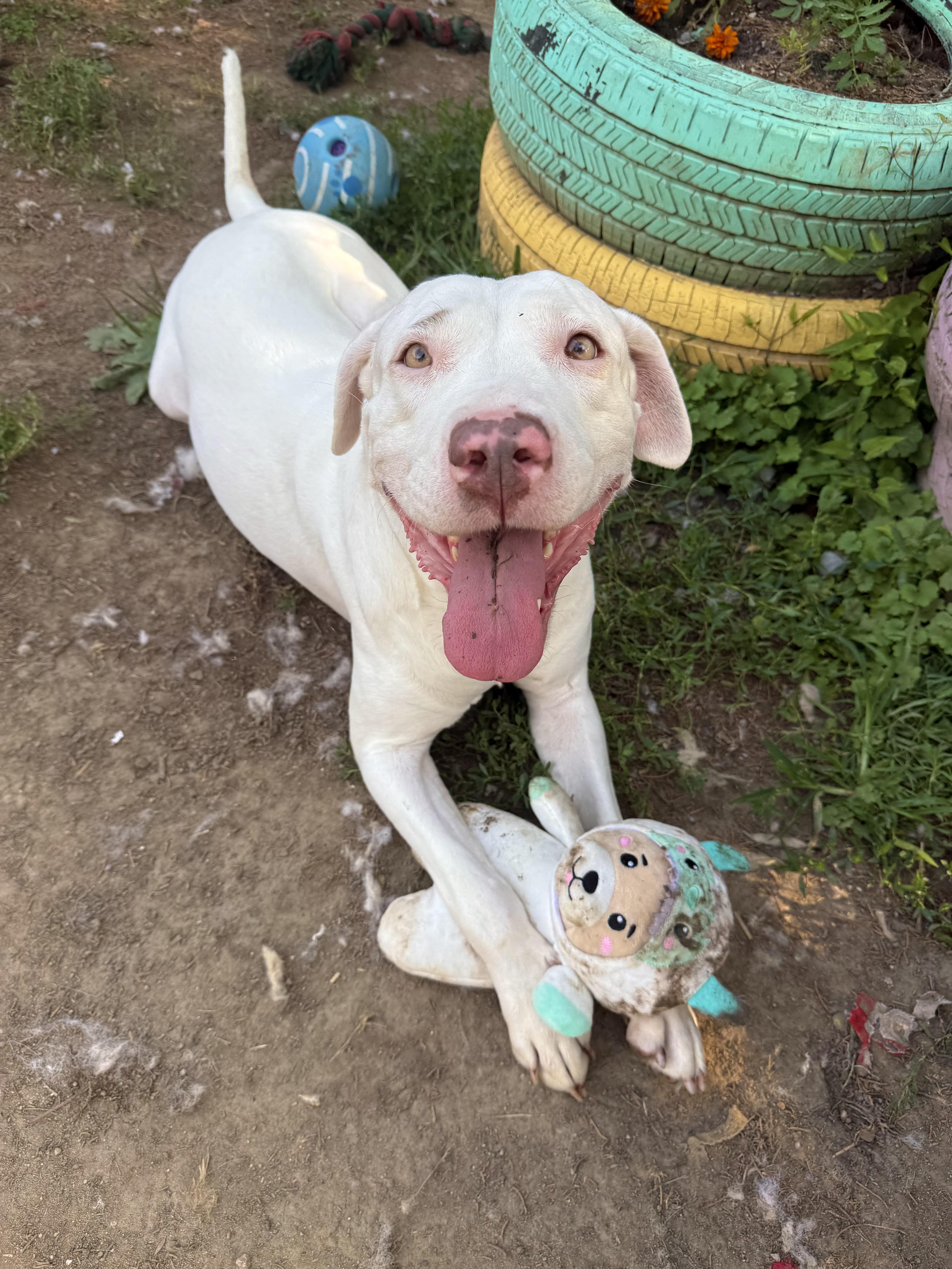 Meadow, a Adoptable mixed breed in INDIANAPOLIS, IN image 3/6