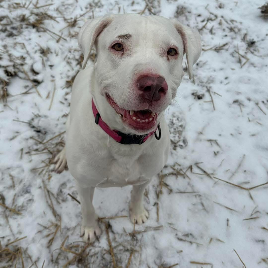Enlarge Meadow, a Adoptable mixed breed in INDIANAPOLIS, IN image 6/6