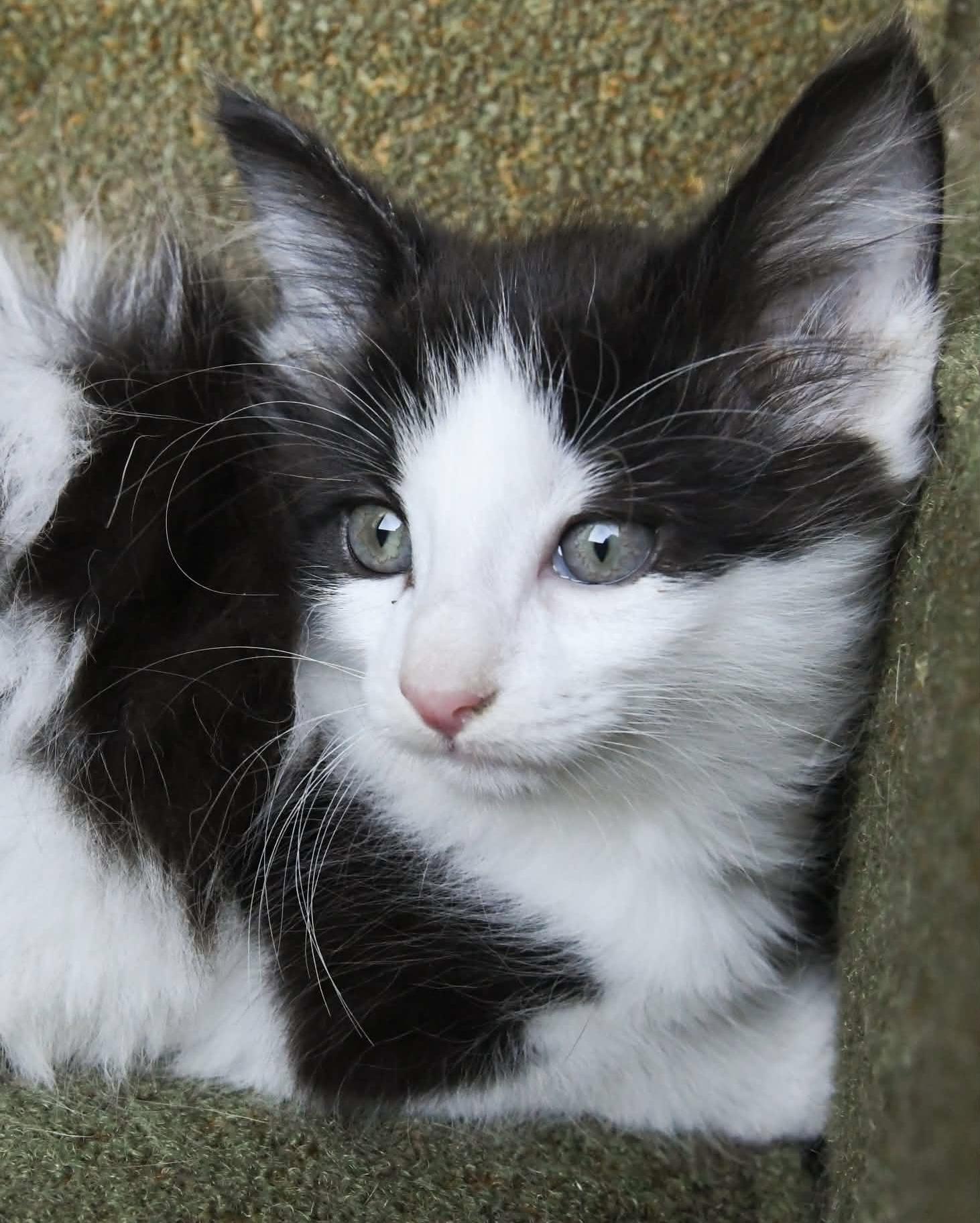 Enlarge Jeckel, a ADOPTABLE Domestic Long Hair in Port Washington, WI image 3/3
