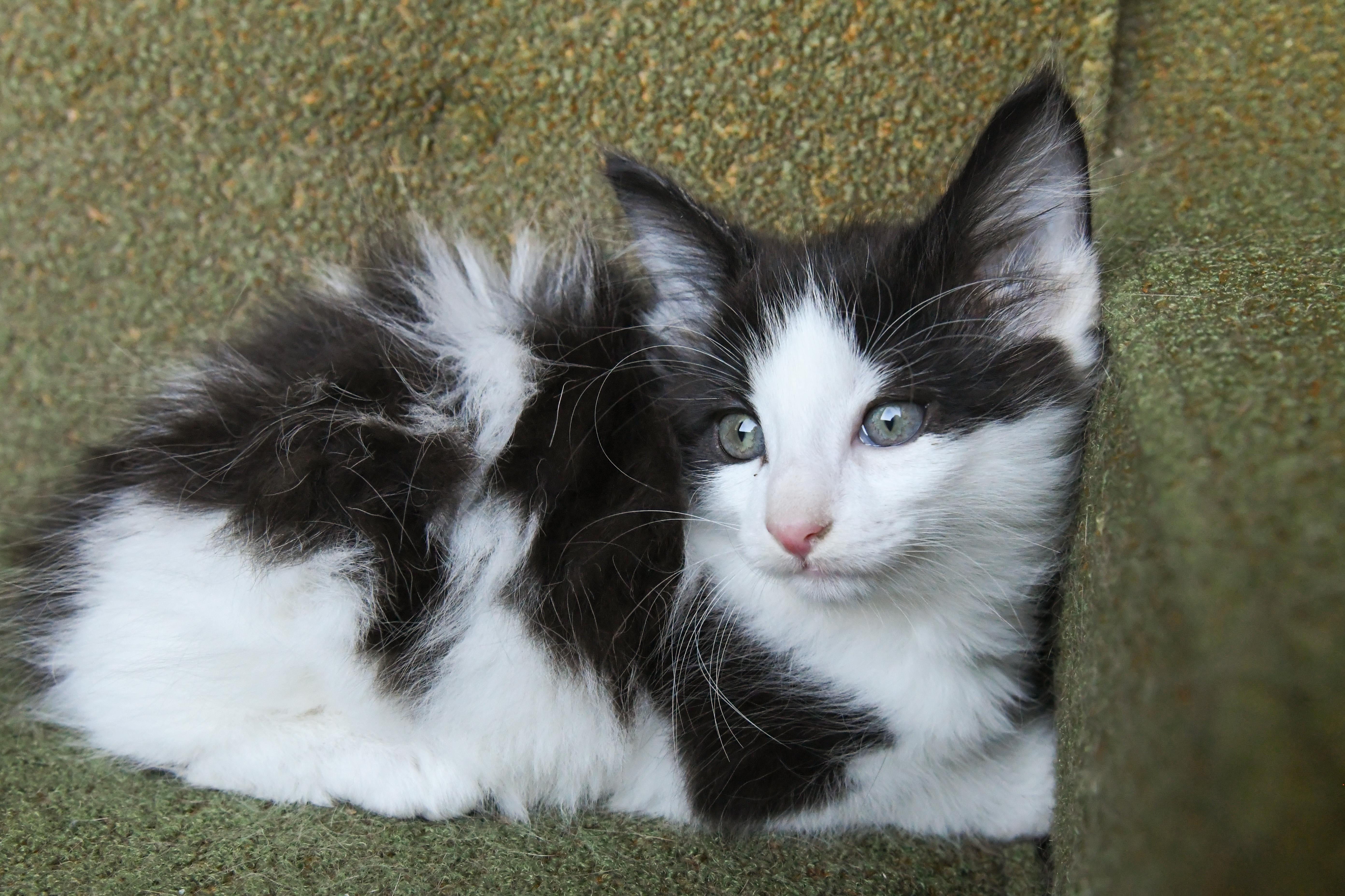 Jeckel, ADOPTABLE, Kitten Male Domestic Long Hair.