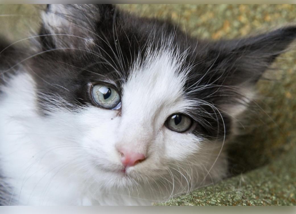 Enlarge Jeckel, a ADOPTABLE Domestic Long Hair in Port Washington, WI image 2/3