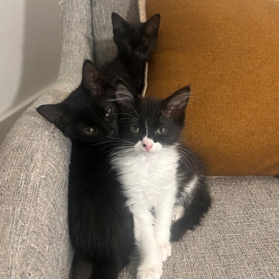 Joey Van Byssum , an adopted mixed breed in Denver, CO image 2/4