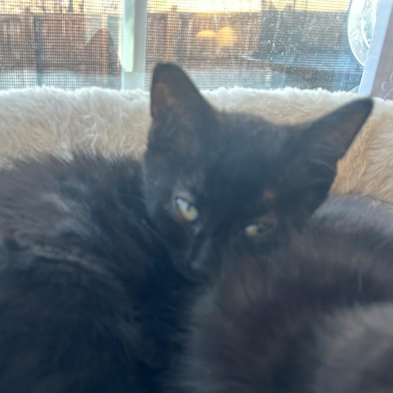 Joey Van Byssum , an adopted mixed breed in Denver, CO image 4/4