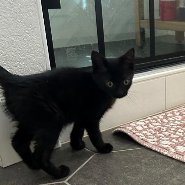 Joey Van Byssum , an adopted mixed breed in Denver, CO image 3/4