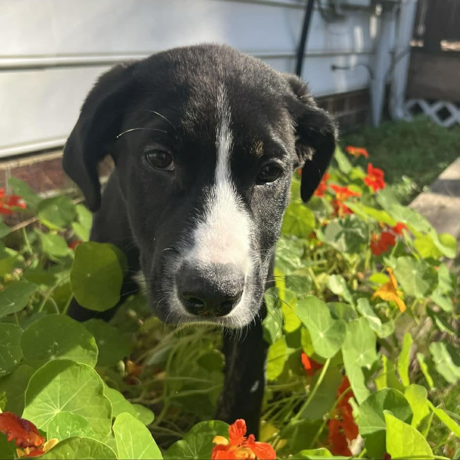 Captain America thumbnail 3