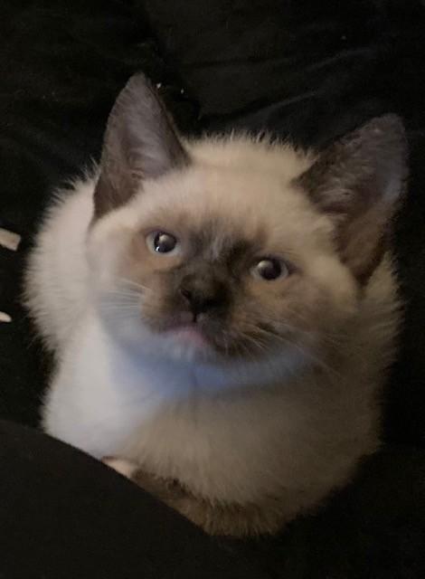 Breve, adopted, Kitten Male Siamese.