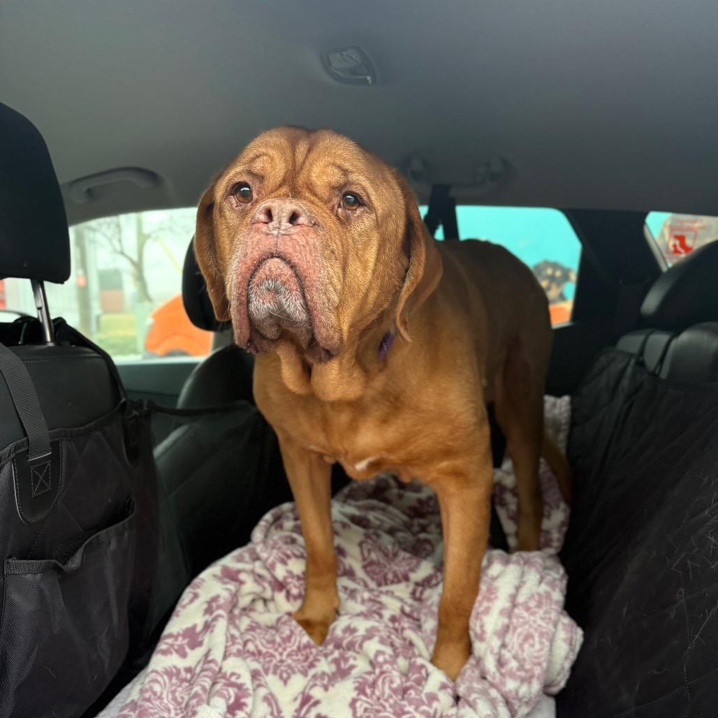 Bella, Adoptable, Adult Female Mastiff.