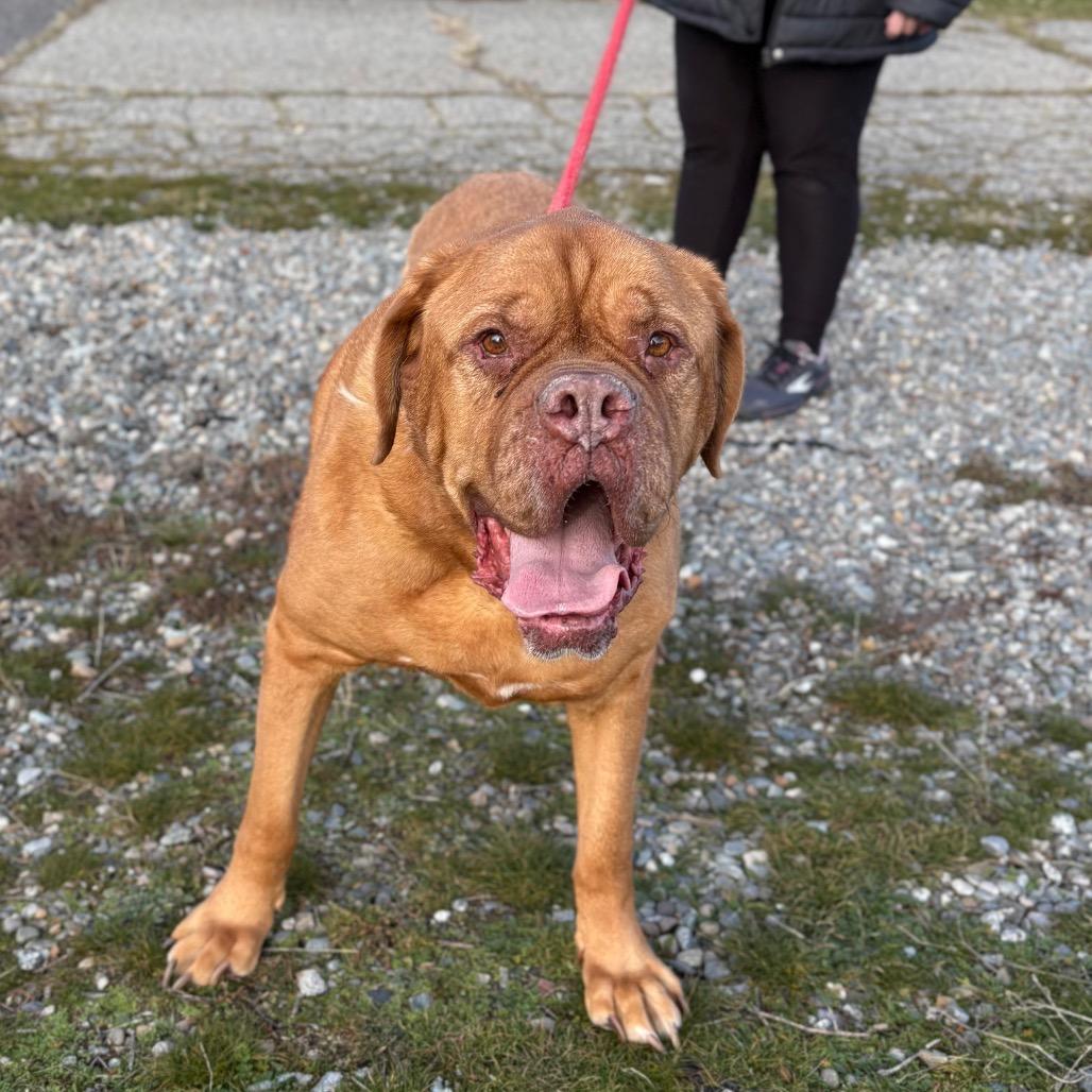 Bella, Adoptable, Adult Female Mastiff.